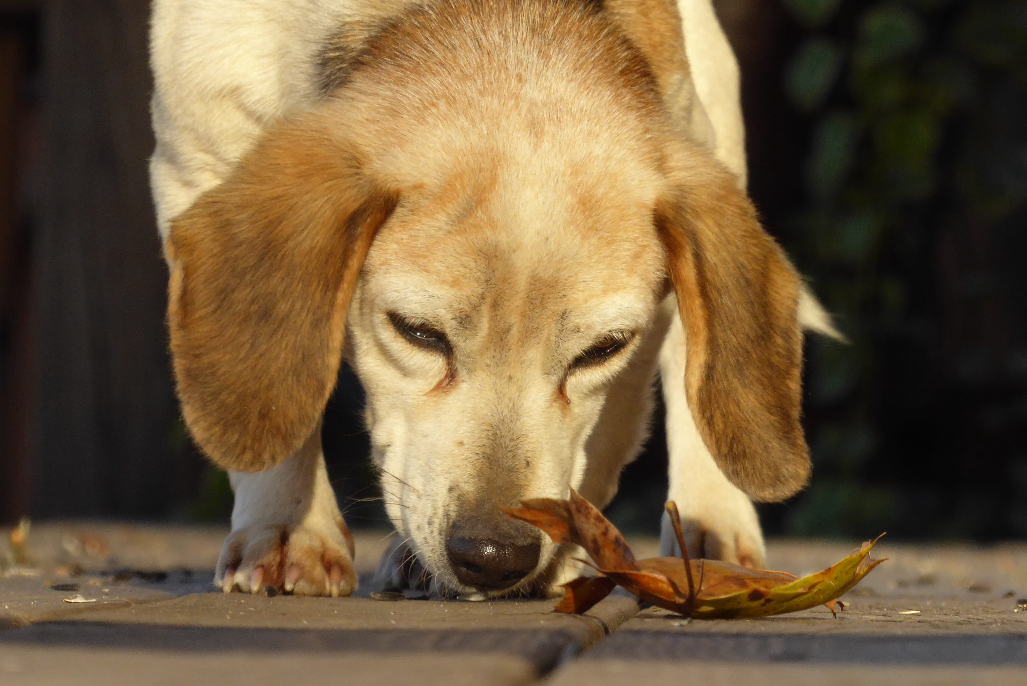 domestic animals, curious, animal, 4K, animal head, one animal, dog, sniff, close-up, animal nose, eating, smell, focus on foreground, plant part, leaf, HD Wallpaper