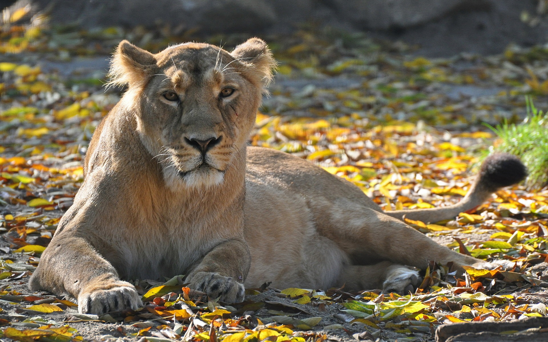 Leisure, Lioness, Autumn, Look, 1080P, Predator, Leaves, HD Wallpaper