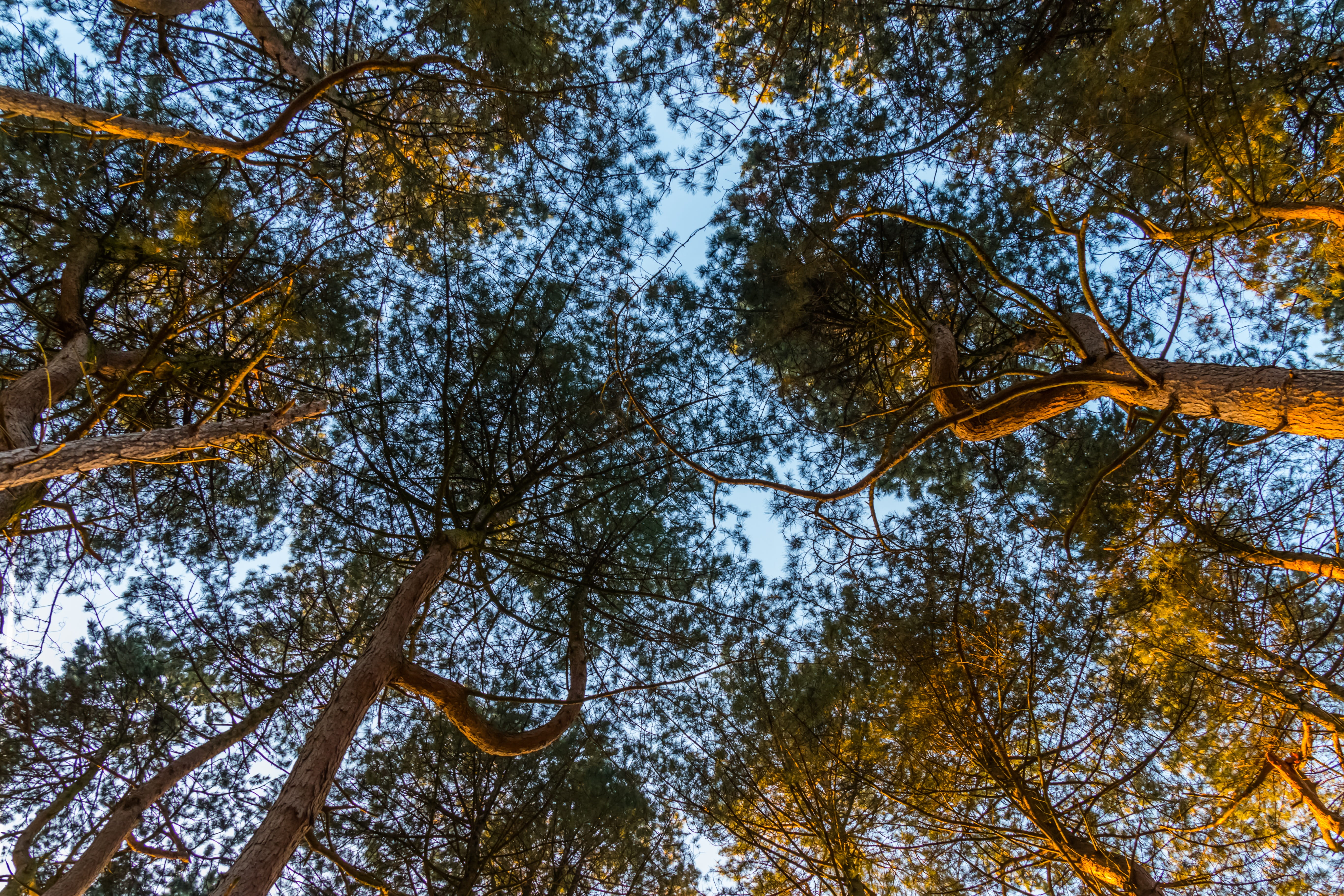 tree canopy, tree, summer, plant part, leaf, nature, season, directly below, growth, environment, plant, tree trunk, wood, beauty in nature, fair weather, HD Wallpaper