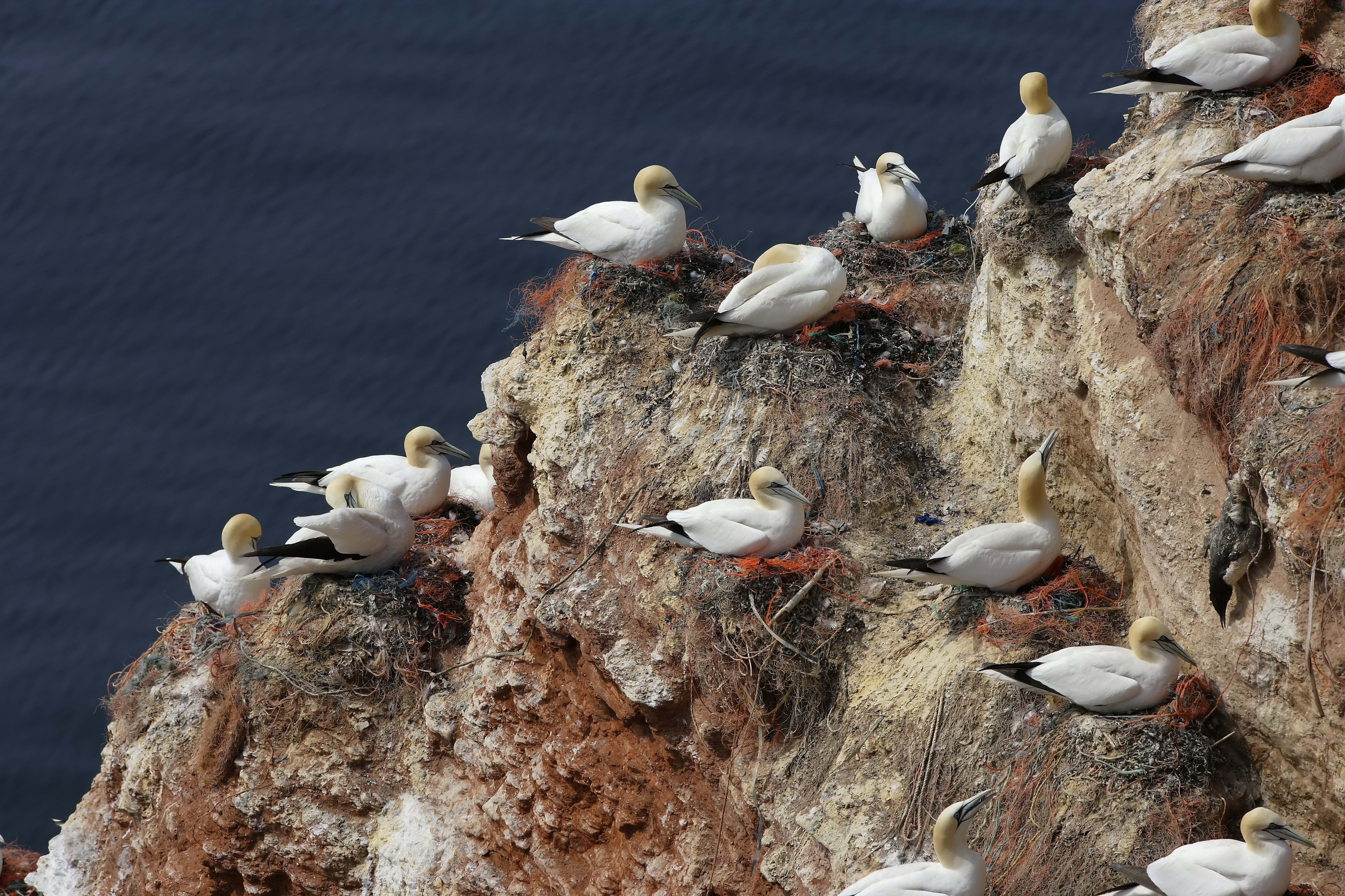 perching, animal themes, flock, young animal, large group of animals, sea, wildlife, group Of Animals, animal Wing, animal wildlife, coastline, seagull, HD Wallpaper