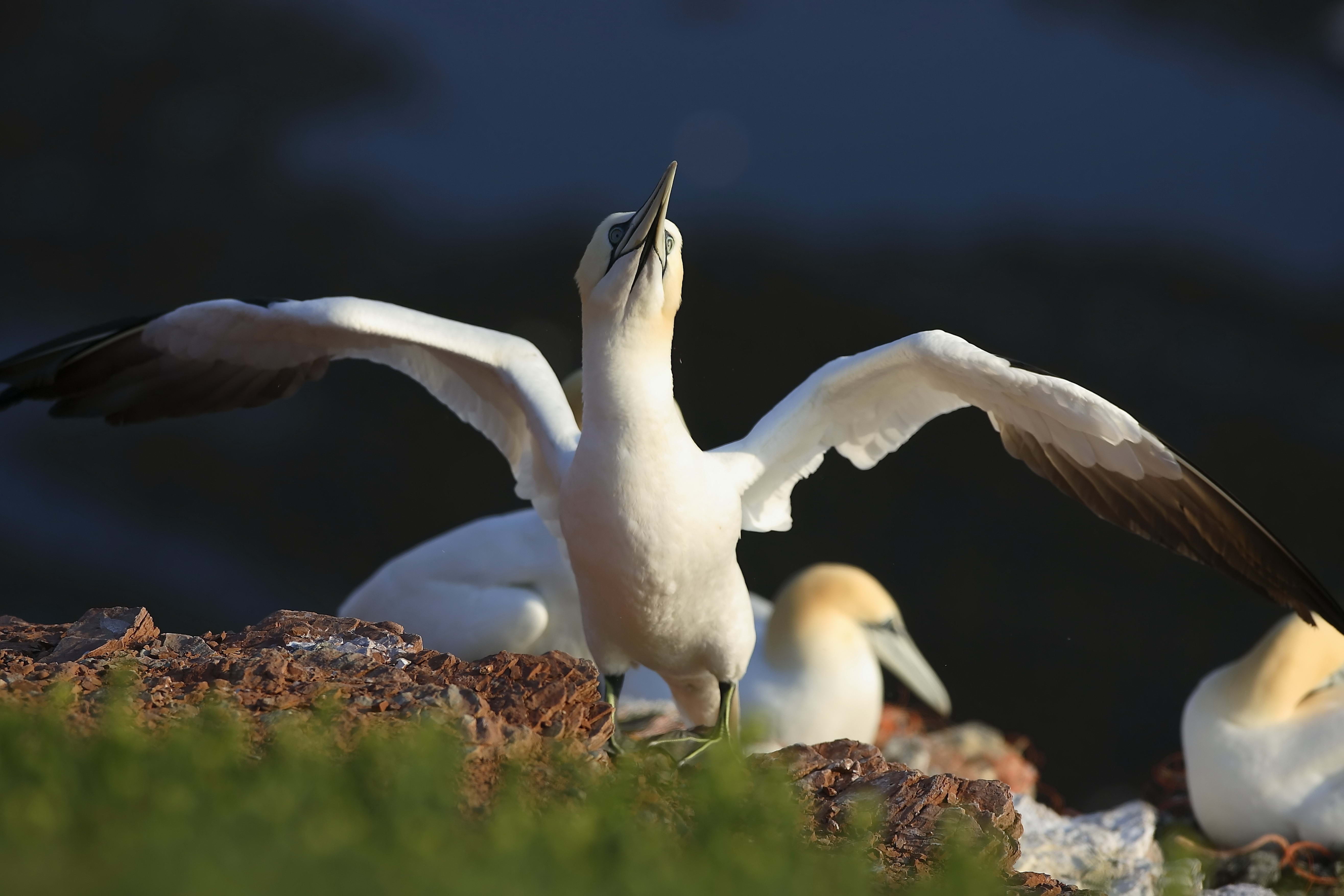 selective focus, spread wings, water, flying, beauty In Nature, sea Bird, feather, rock - object, 5K, outdoors, animal, white color, northern, rock, white, HD Wallpaper