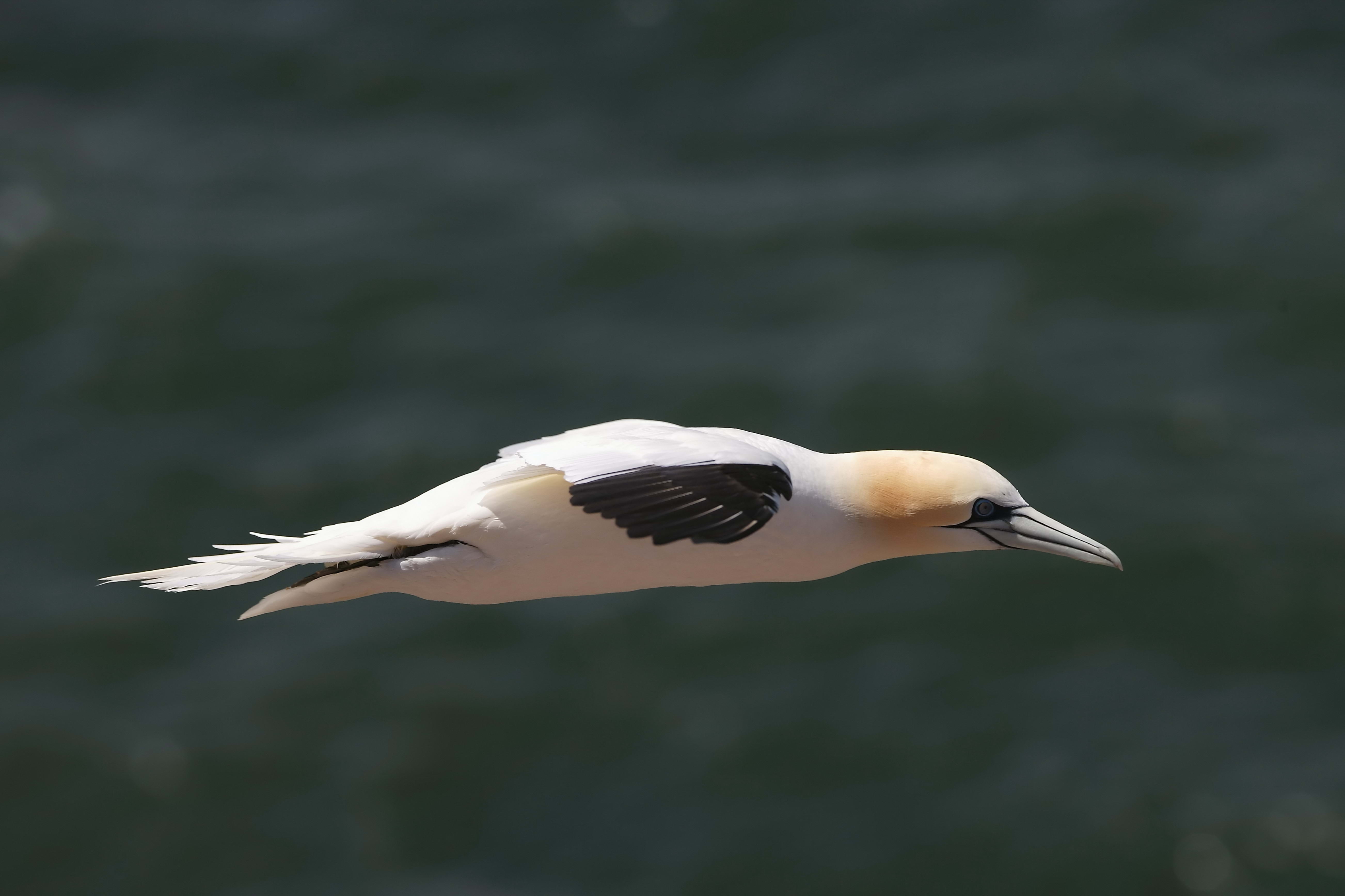 bird, animal Wing, wildlife, flying, water Bird, animal wildlife, beak, white, black-headed gull, boom, mid-air, one animal, animal themes, prey, 5K, coastline, HD Wallpaper
