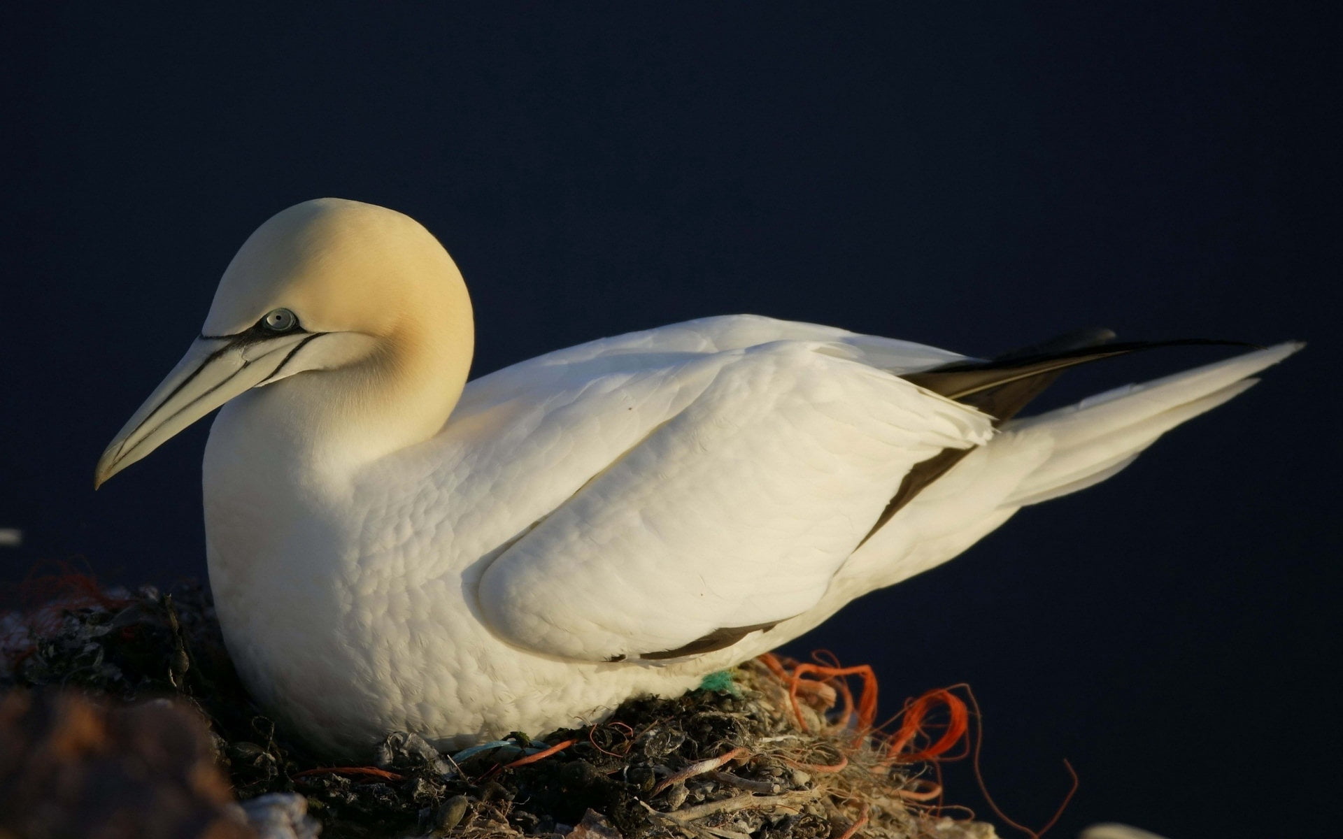 zoology, animal themes, feather, duck, no People, white color, outdoors, side view, sea, flying, nest, swan, wildlife, gannet, animal wildlife, close-up, HD Wallpaper