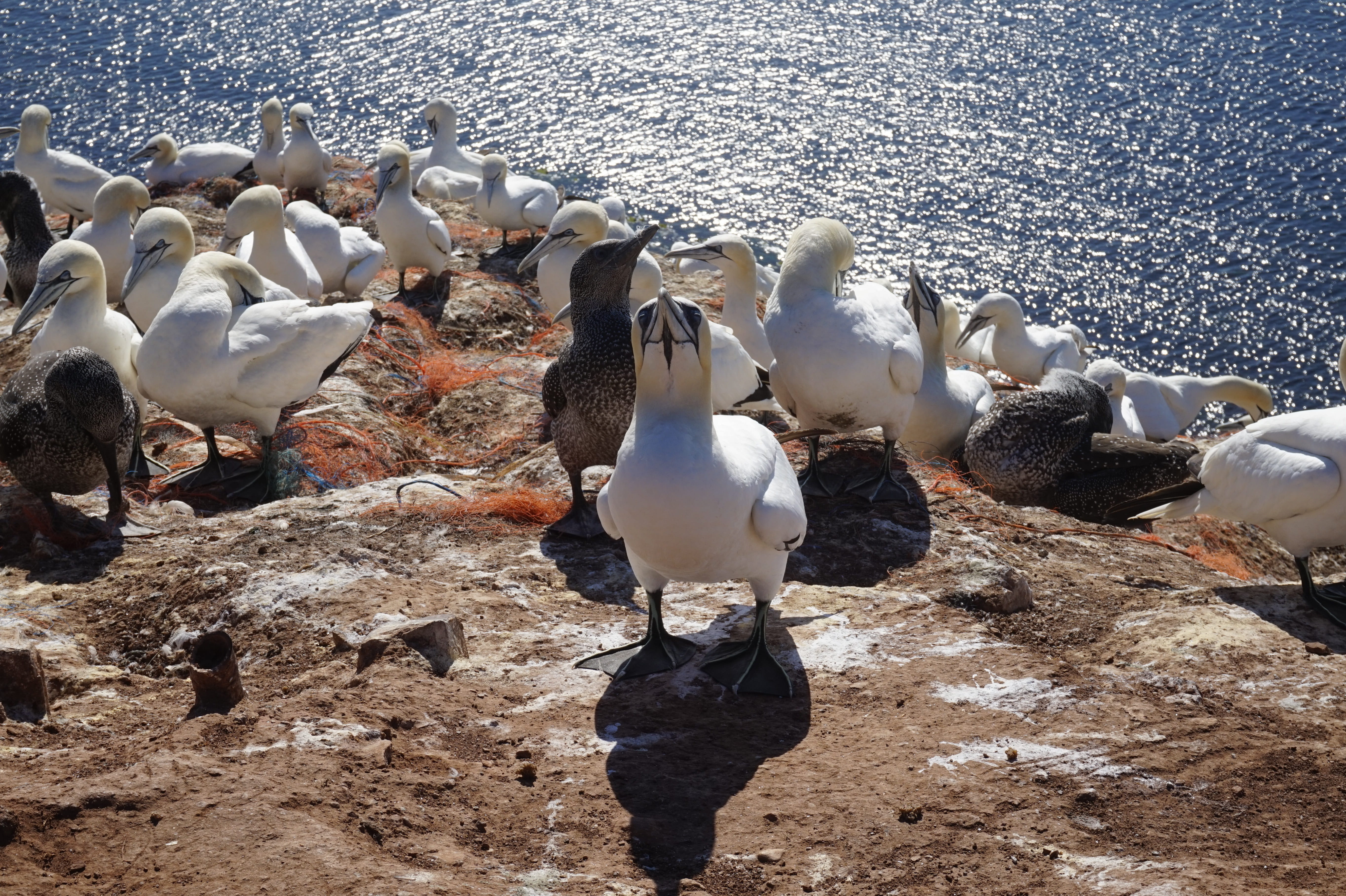 animal world, animal, waters, no people, nature, group of animals, day, flock of birds, large group of animals, solid, white color, high angle view, animal themes, HD Wallpaper