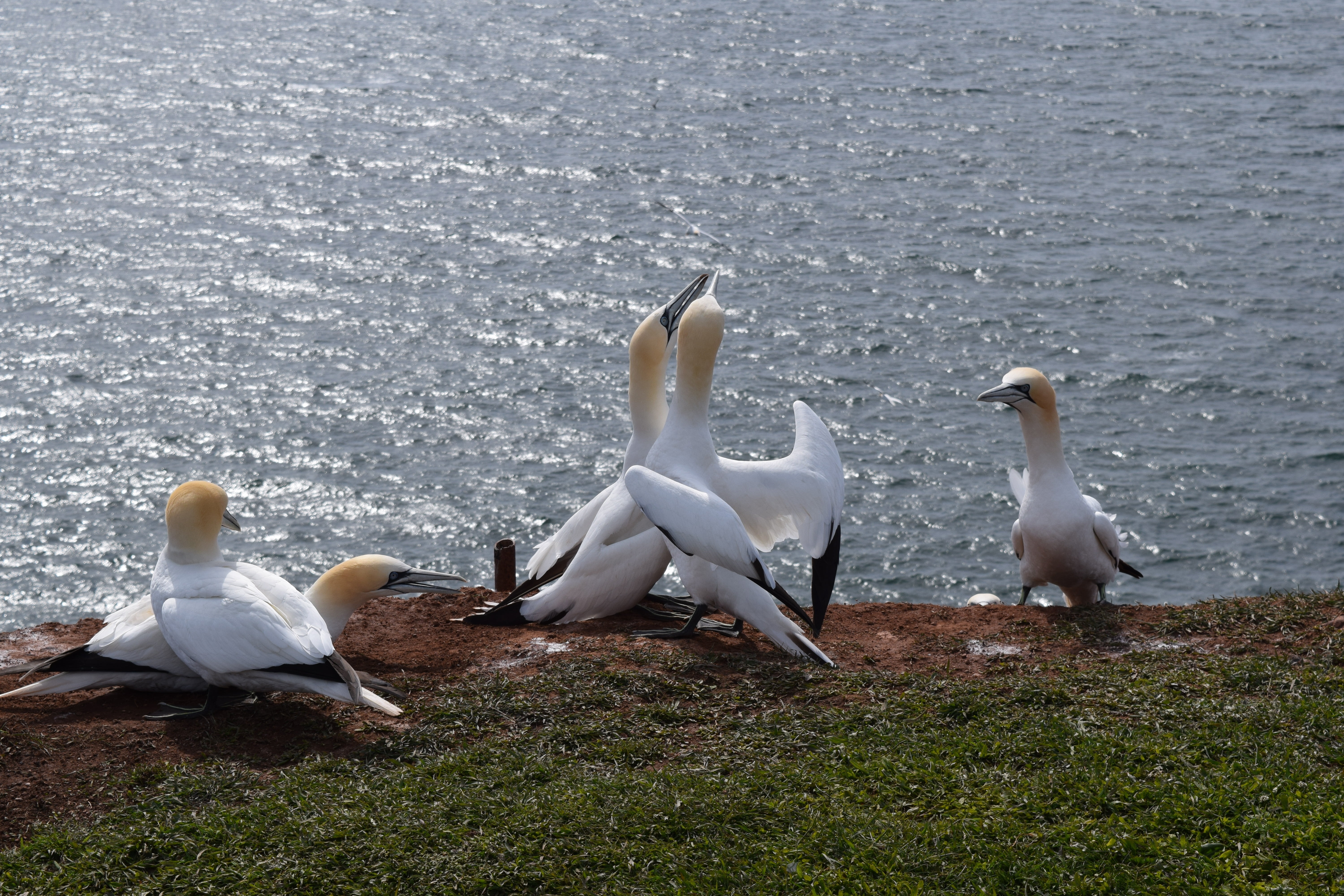 animal family, nature, helgoland, northern gannet, lake, white color, animal themes, sea island, animal, beach, no people, north sea, group of animals, HD Wallpaper