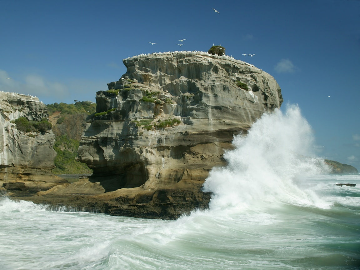 art, 480P, Green, colony, beach, ocean, gannet, hd, BIRDS, sky, oceans, rock, Foam, nature, muriwai, HD Wallpaper