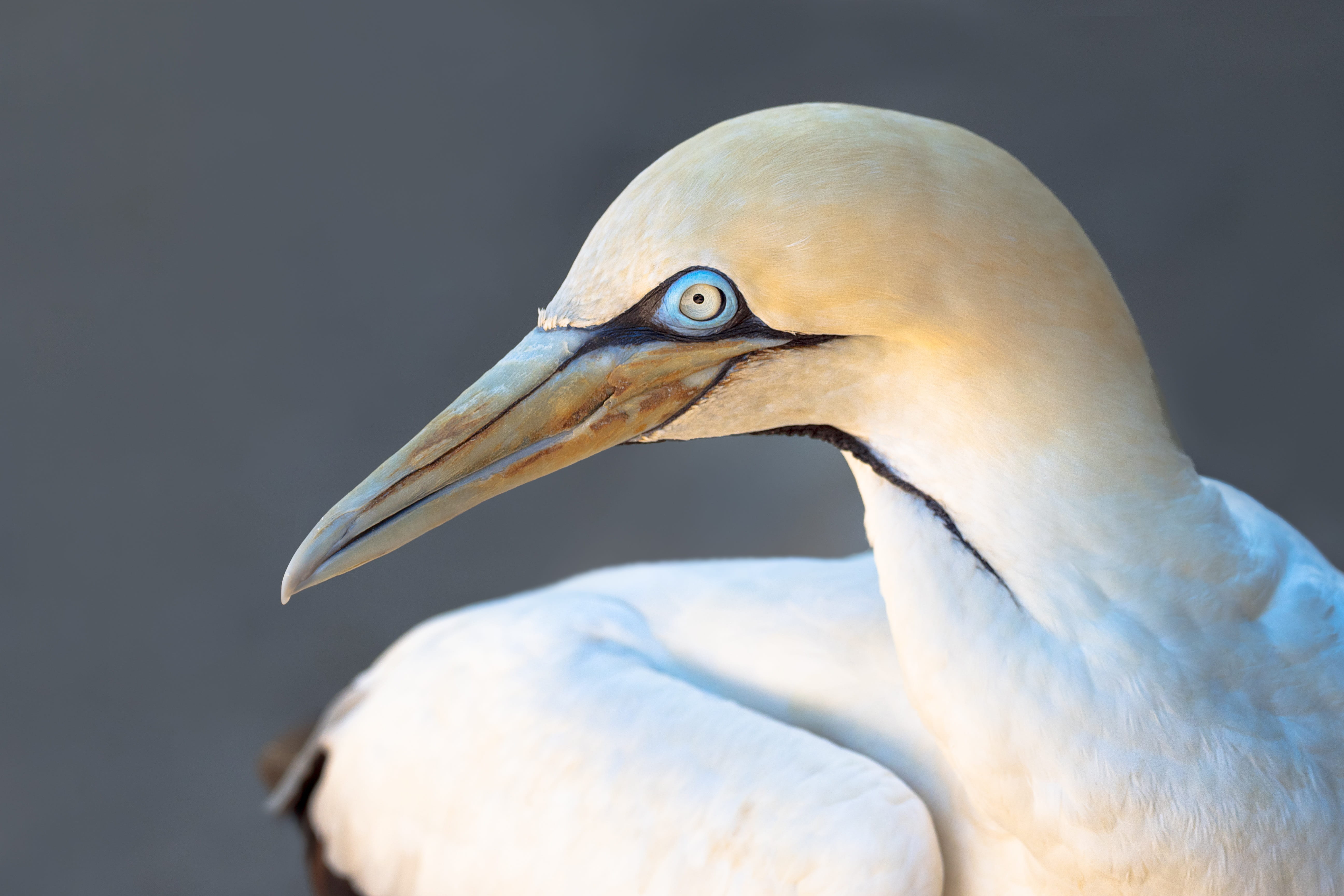 gray, animal wildlife, looking, snowy, seabird, beak, wildlife, ocean, eye, feathers, blue, closeup, water, 5K, animal body part, outdoors, nature, animal, HD Wallpaper
