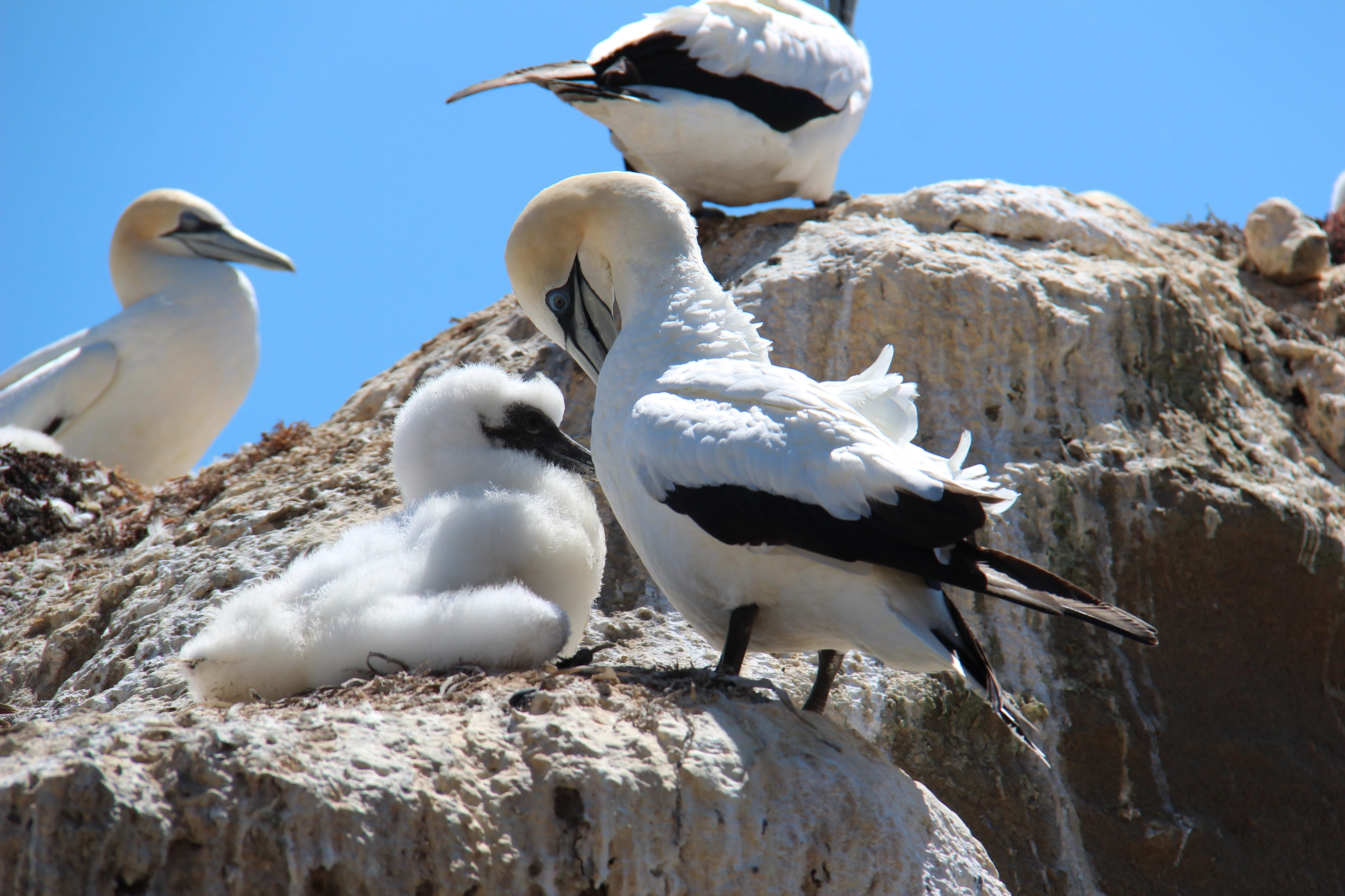 Sea Birds, nest, new zealand, Boobies, animal wildlife, sunlight, young birds, rock, breed, bird, winter, nature, young animals, young bird, birds, beak, HD Wallpaper