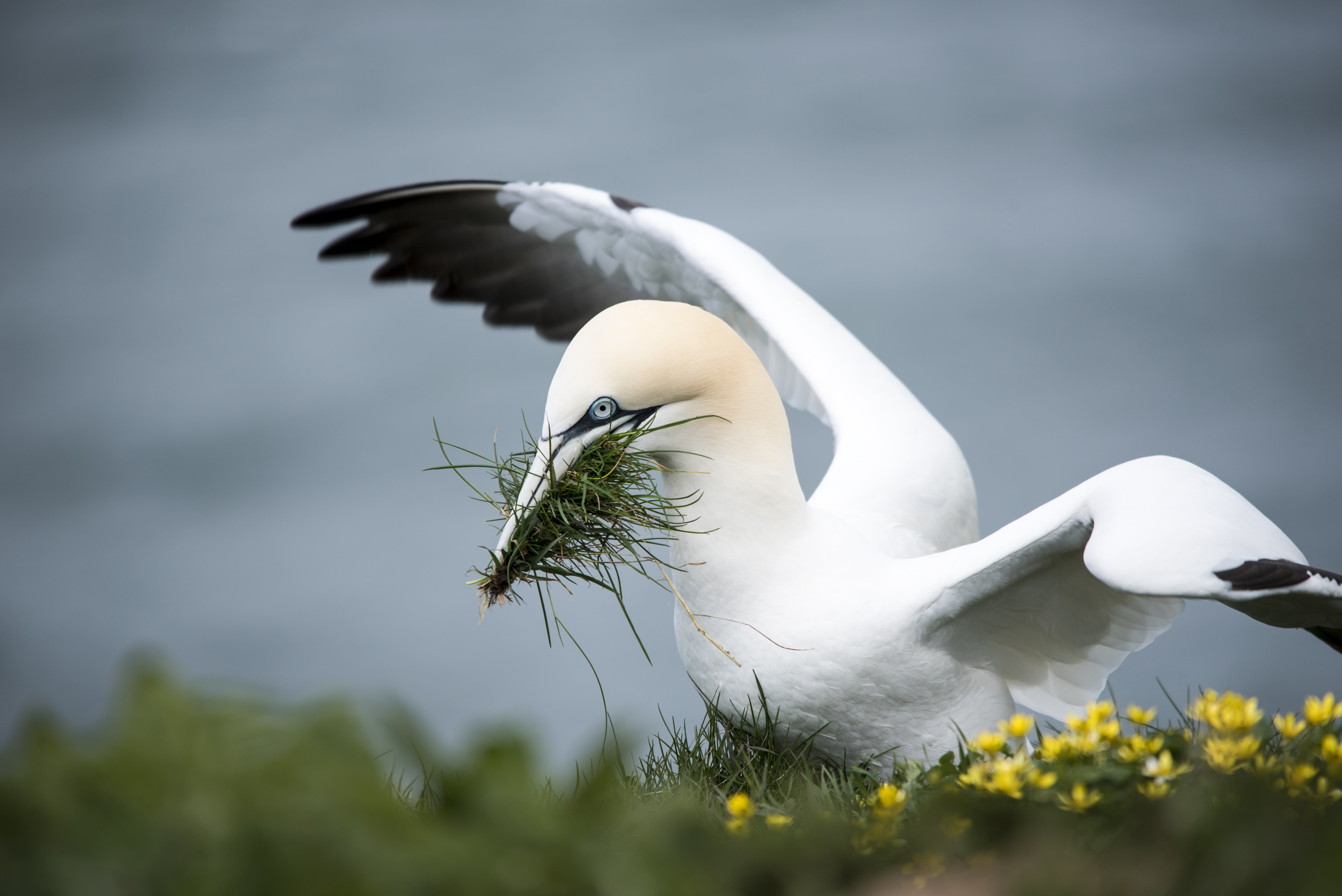 flower, sea bird, white color, selective focus, outdoors, day, profile view, animal wing, gannet, one animal, side view, nature, animal body part, care, HD Wallpaper