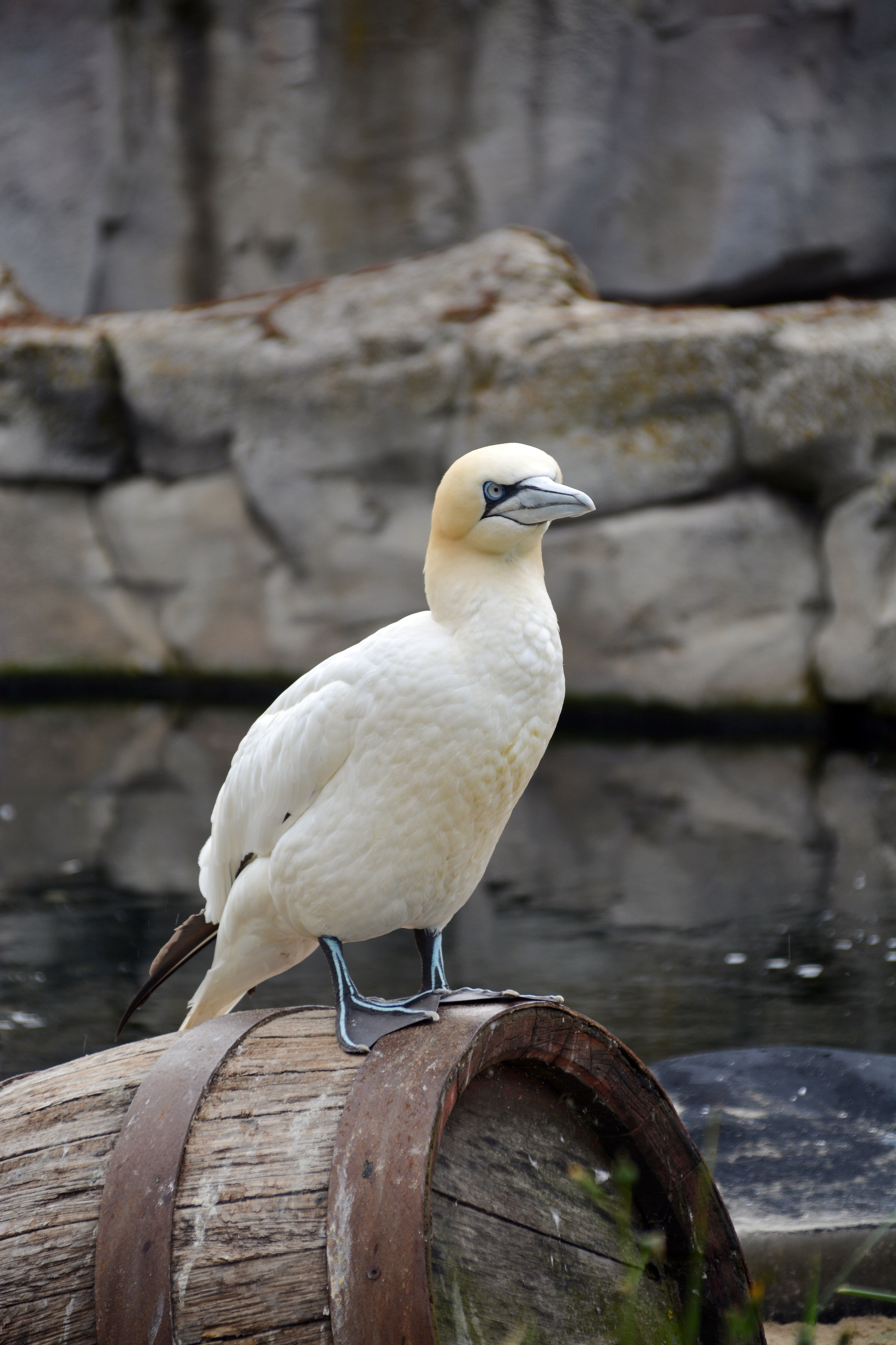 animal, animal themes, 5K, bird, water, day, close-up, perching, seagull, nature, animal wildlife, outdoors, solid, white color, vertebrate, lake, no people, Phone HD Wallpaper