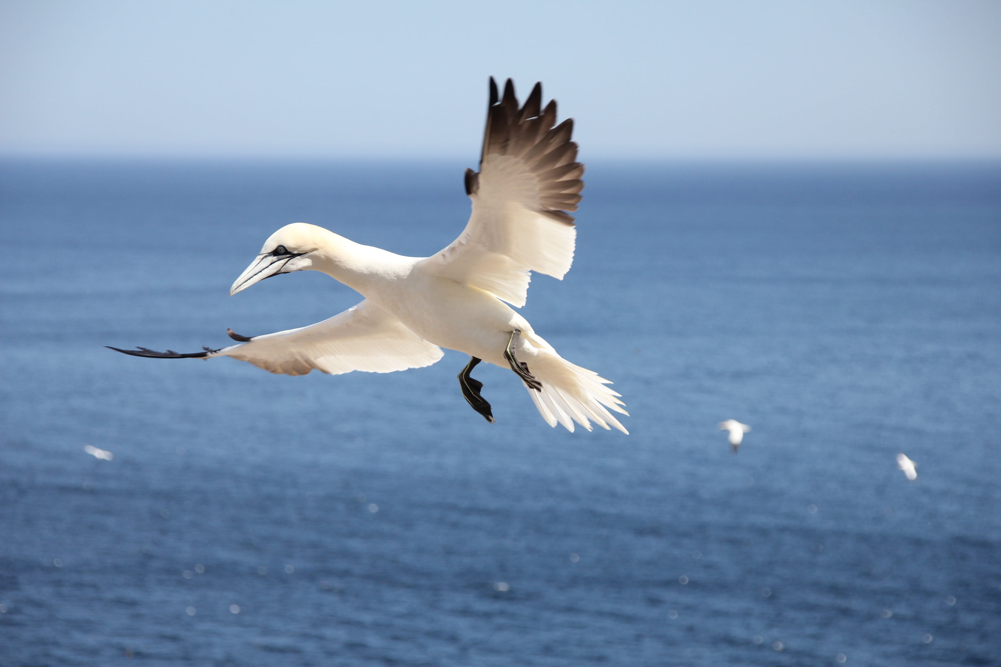 day, horizon over water, vertebrate, sea, outdoors, northern gannet, 2K, sky, seagull, no people, animals in the wild, animal wildlife, bird, white color, HD Wallpaper
