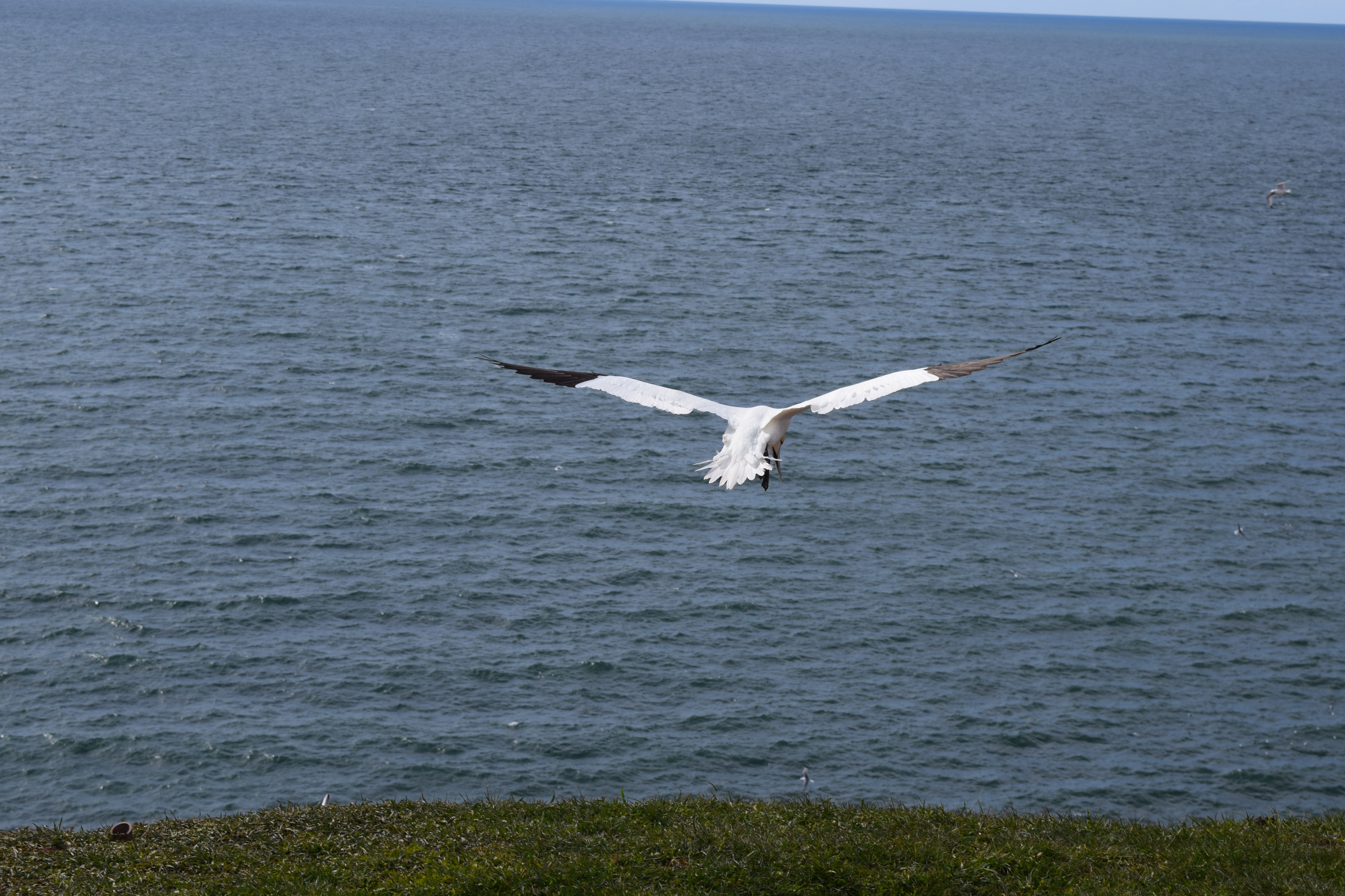 spread wings, north sea, nature, sea, animal, outdoors, flying, beach, blue, wildlife, sea island, helgoland, day, beauty in nature, one animal, water, HD Wallpaper