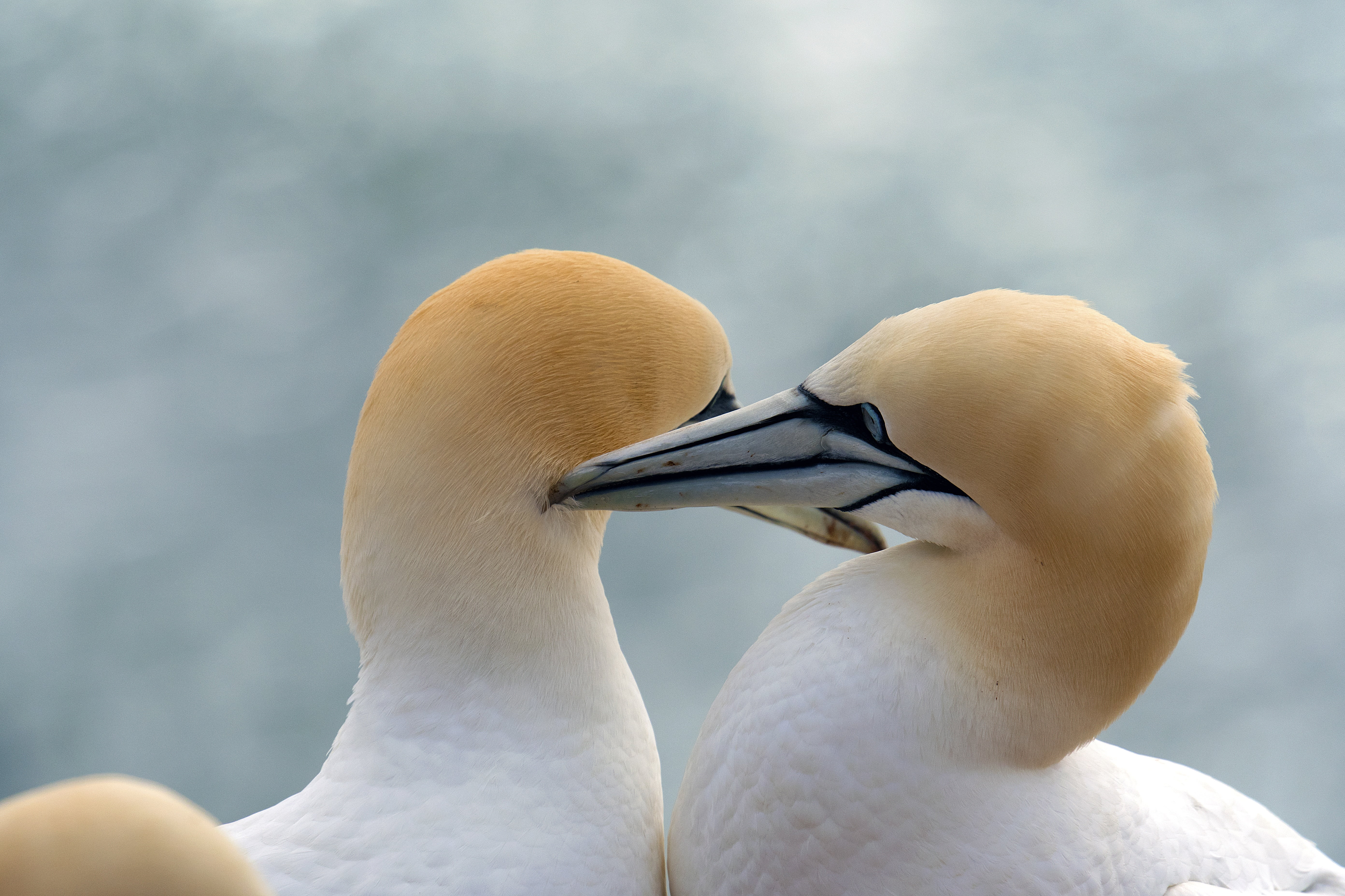 no people, helgoland, animals, animal neck, outdoors, animal themes, north sea, focus on foreground, nature, animal body part, vertebrate, beauty in nature, HD Wallpaper