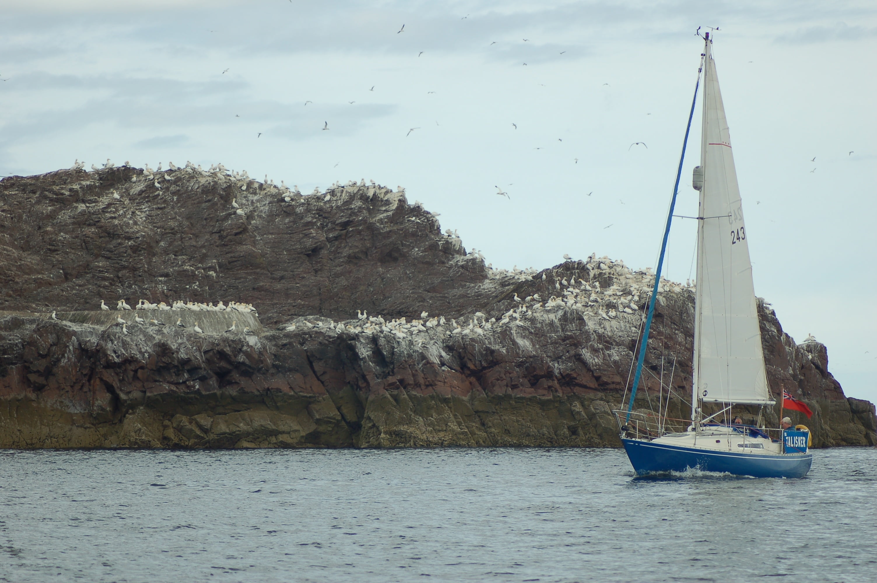 bass rock, sail, nautical vessel, sailor, no people, sea, water, boat, tree, beauty in nature, travel, vessel, nature, sailboat, gannet, sailing, transportation, HD Wallpaper