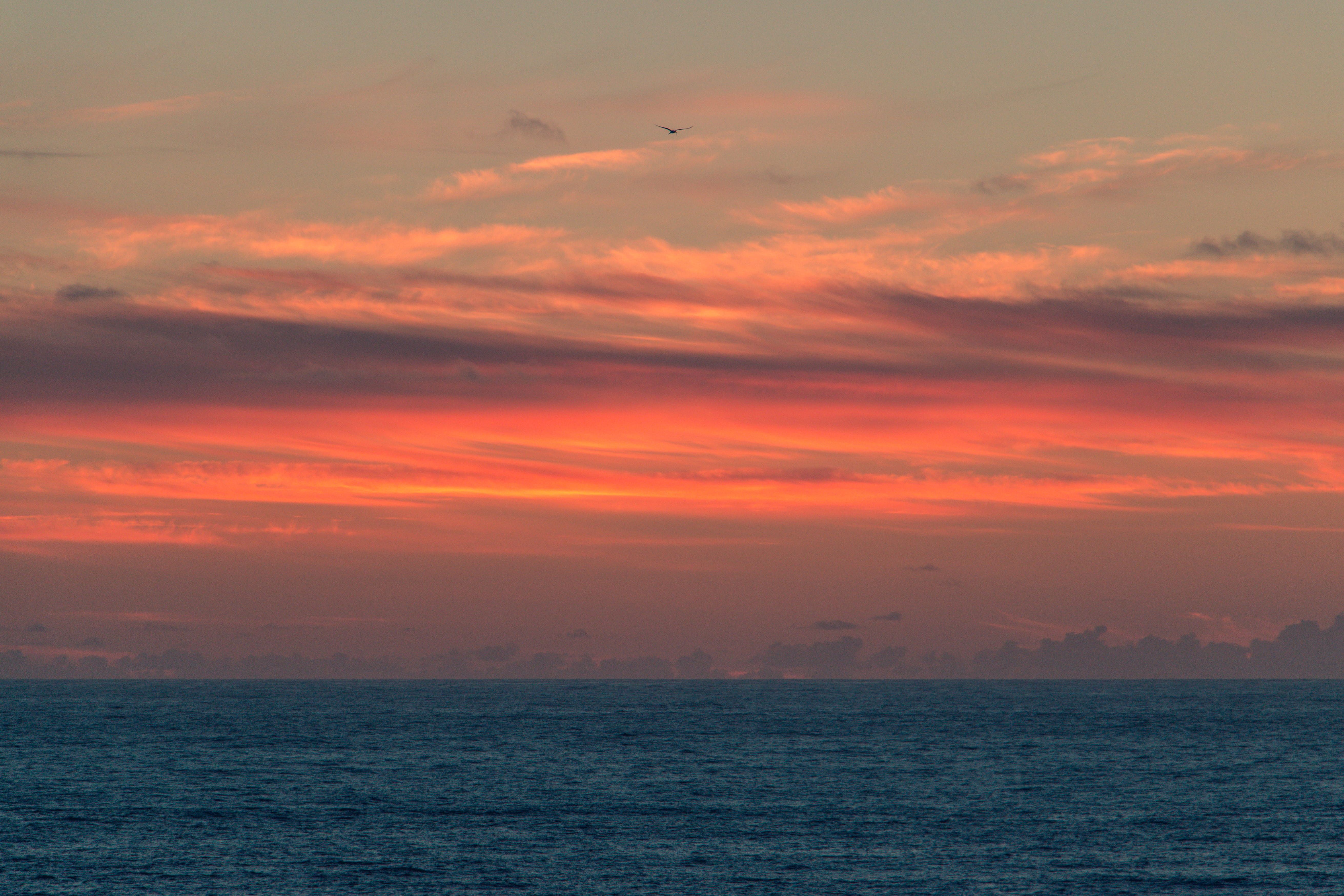 west coast, orange color, idyllic, outdoors, horizon, no people, sea, 5K, orange clouds, sky, water, nature, horizon over water, tasman sea, gannet, tranquility, HD Wallpaper