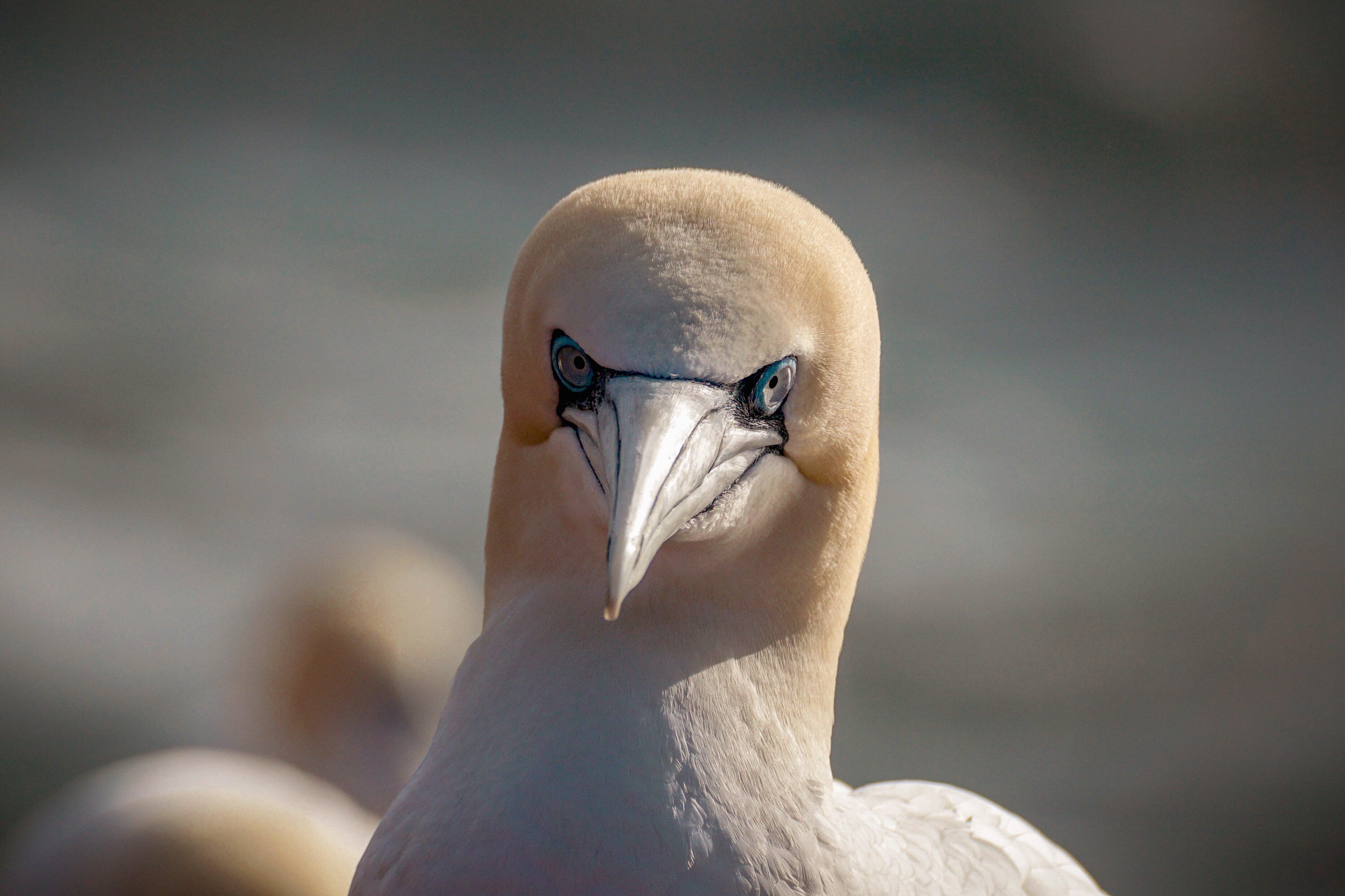 nature, beak, flying, 5K, one animal, plumage, animals in the wild, northern gannet, sea bird, animal body part, white, close-up, schwimmvogel, water bird, HD Wallpaper