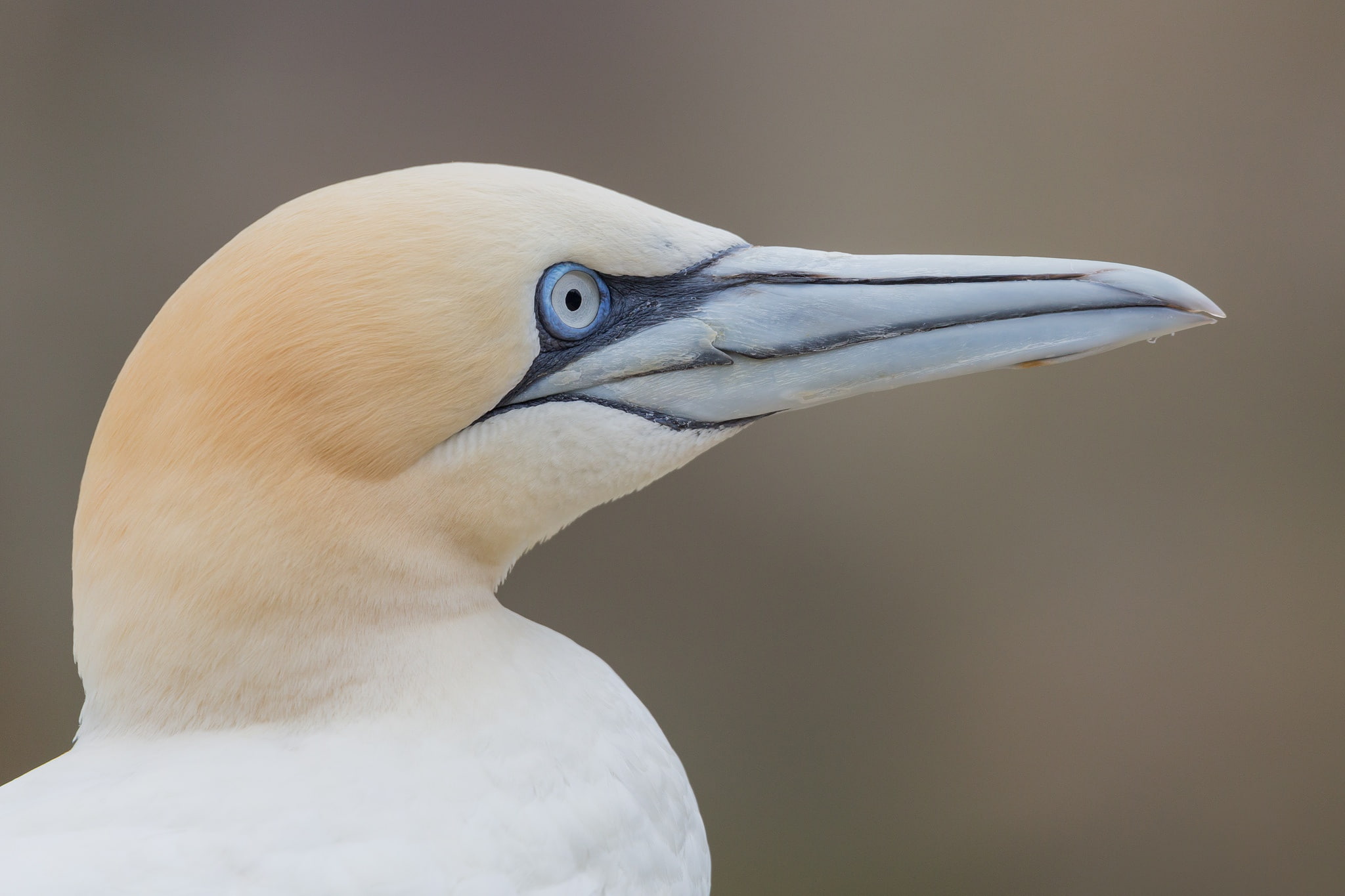 look, Gannet, beak, bird, 1080P, HD Wallpaper