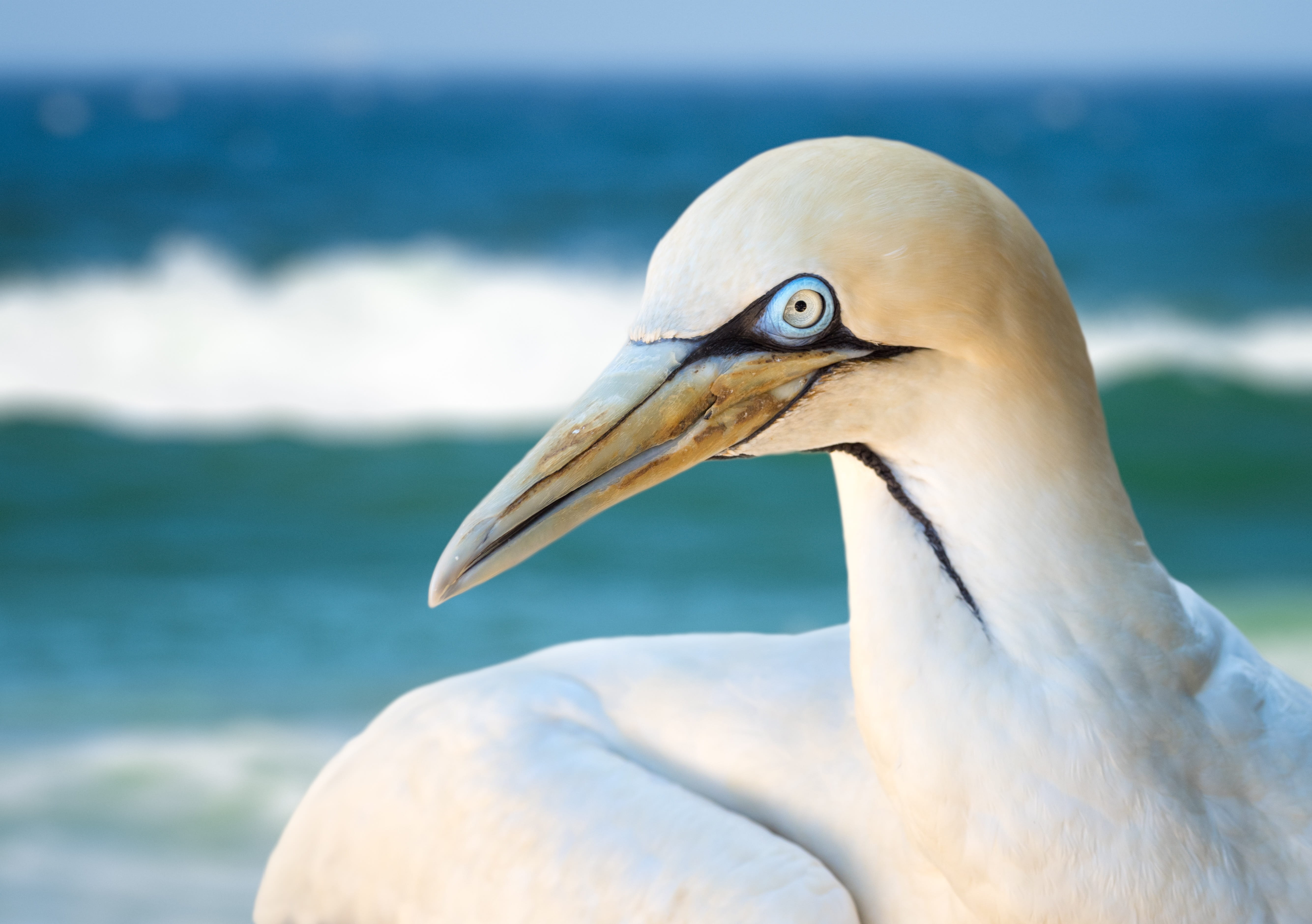 closeup, snowy, transparent, animal wildlife, outdoors, isolated, sky, day, feathers, swan, gannet, animal themes, animal neck, focus on foreground, great, HD Wallpaper