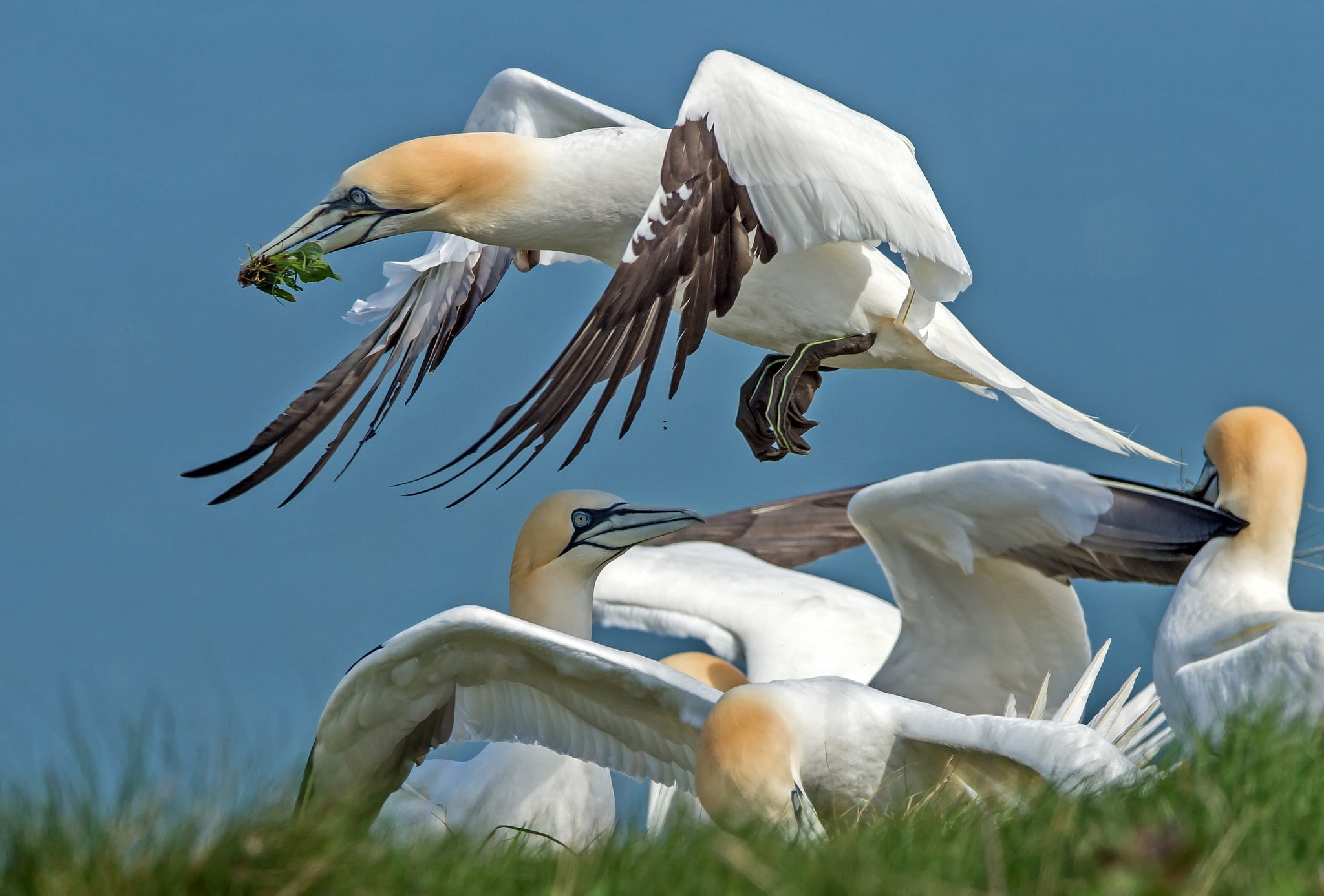 beak, 1080P, bird, wings, the Northern Gannet, HD Wallpaper