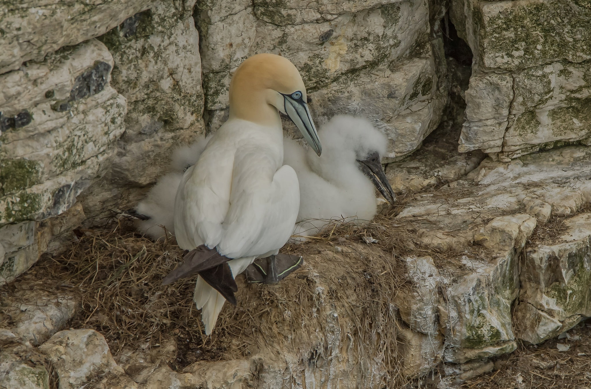 rocks, the Northern Gannet, socket, birds, 1080P, HD Wallpaper