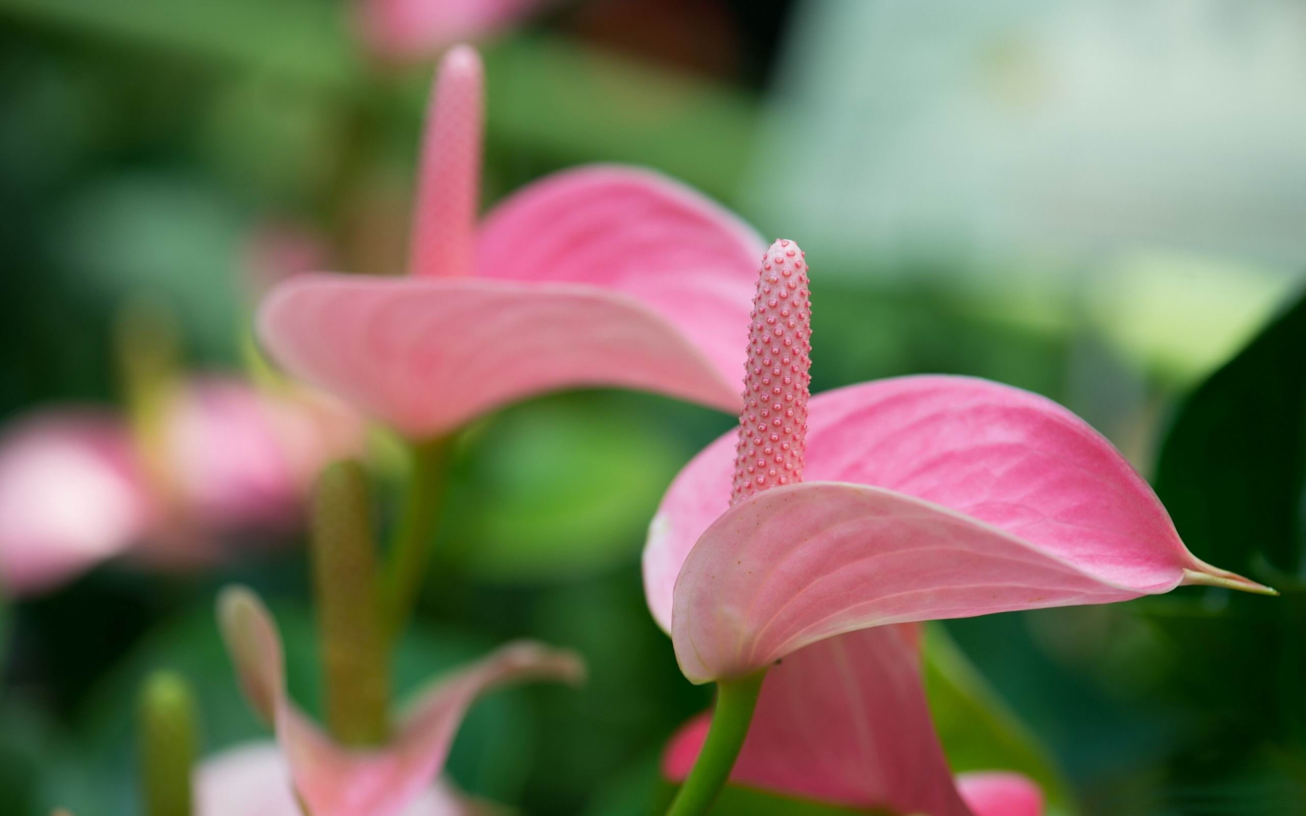 2K, laceleaf, lily, flowering plant, vulnerability, pink color, day, growth, plants, close-up, nature, no people, outdoors, pollen, beauty in nature, flower head, HD Wallpaper