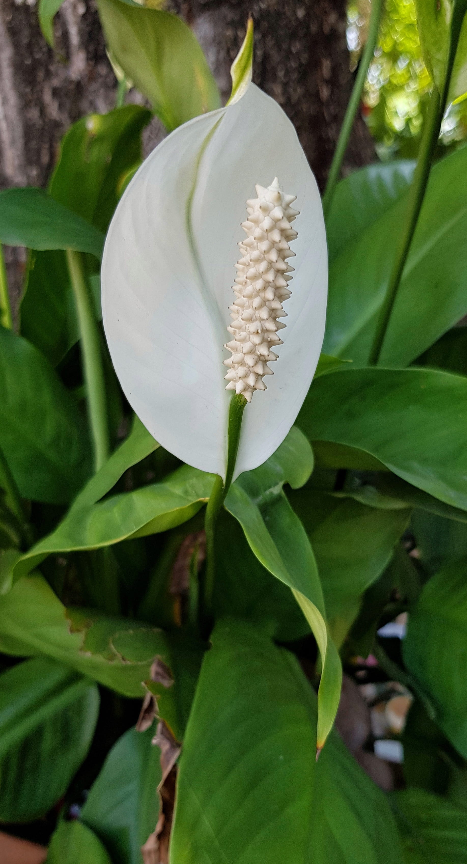 closeup, leaf, growth, tropical, beauty in nature, day, 2K, flora, tailflower, flamingo flower, freshness, springtime, flower head, nature, flowering plant, Phone HD Wallpaper