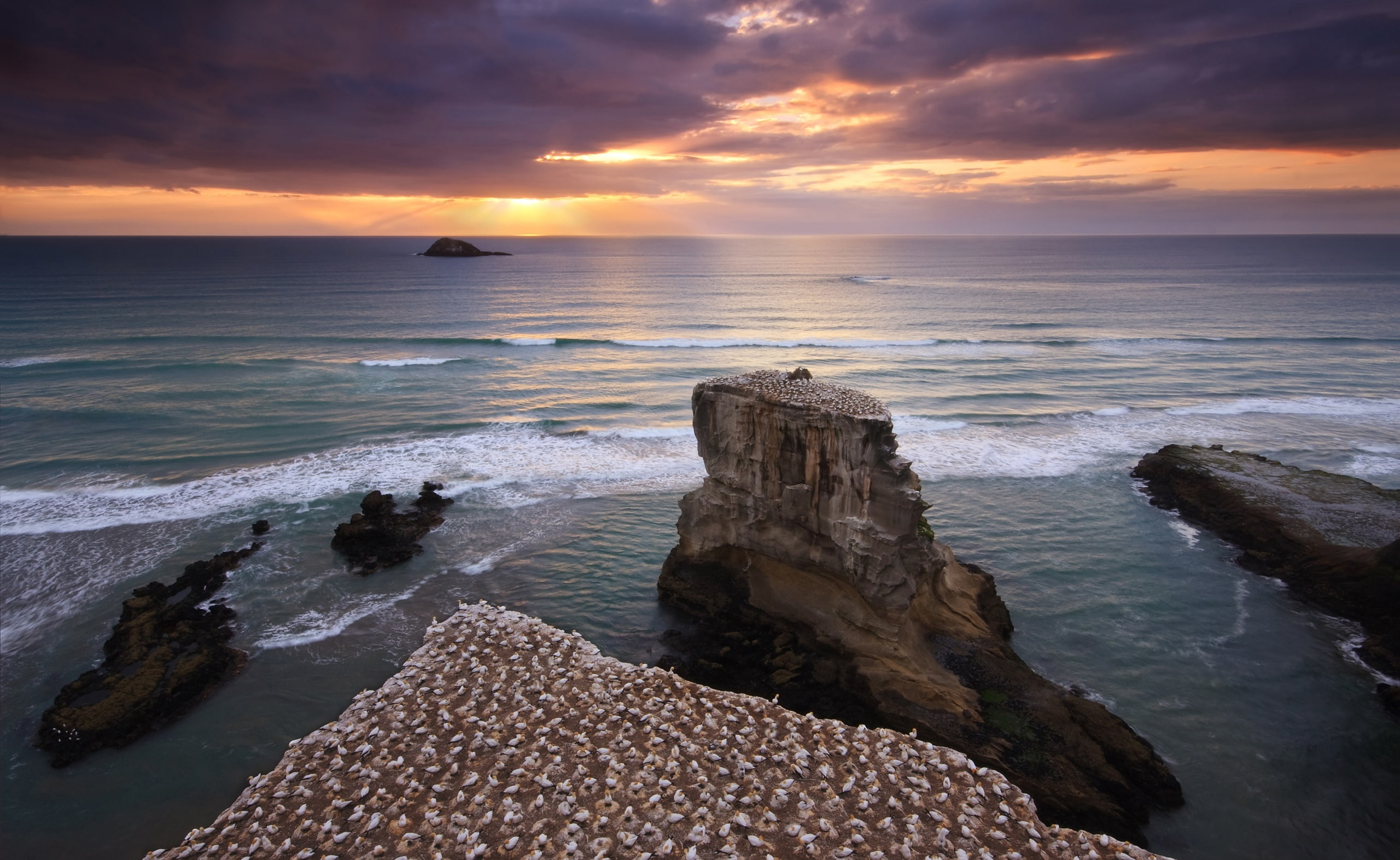 Nature, Gannet, 2K, Colony, Beach, HD Wallpaper