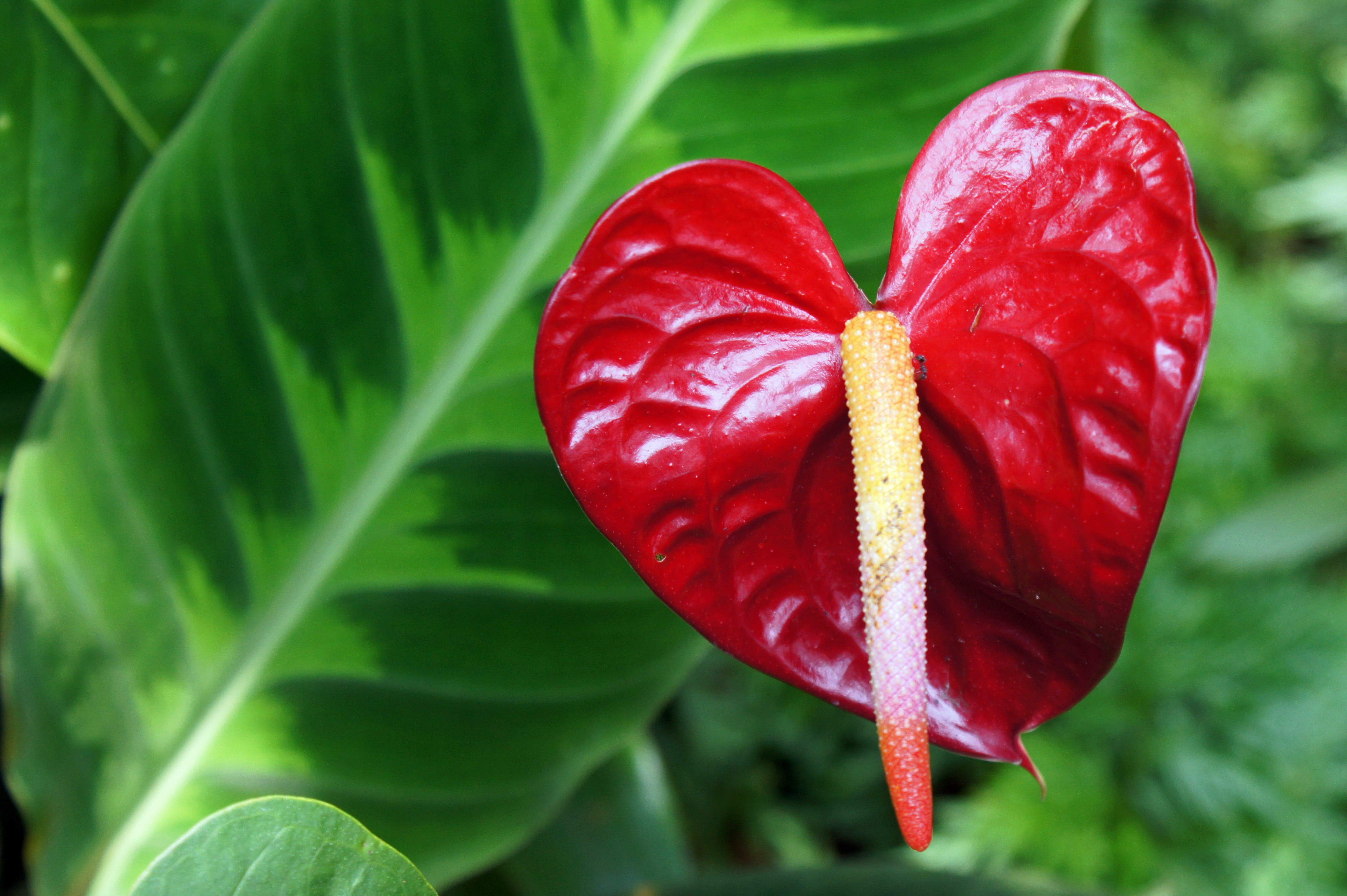 vulnerability, close-up, 4K, no people, day, laceleaf, focus on foreground, flowering, botanical, inflorescence, Anthurium, nature, beauty in nature, green, HD Wallpaper