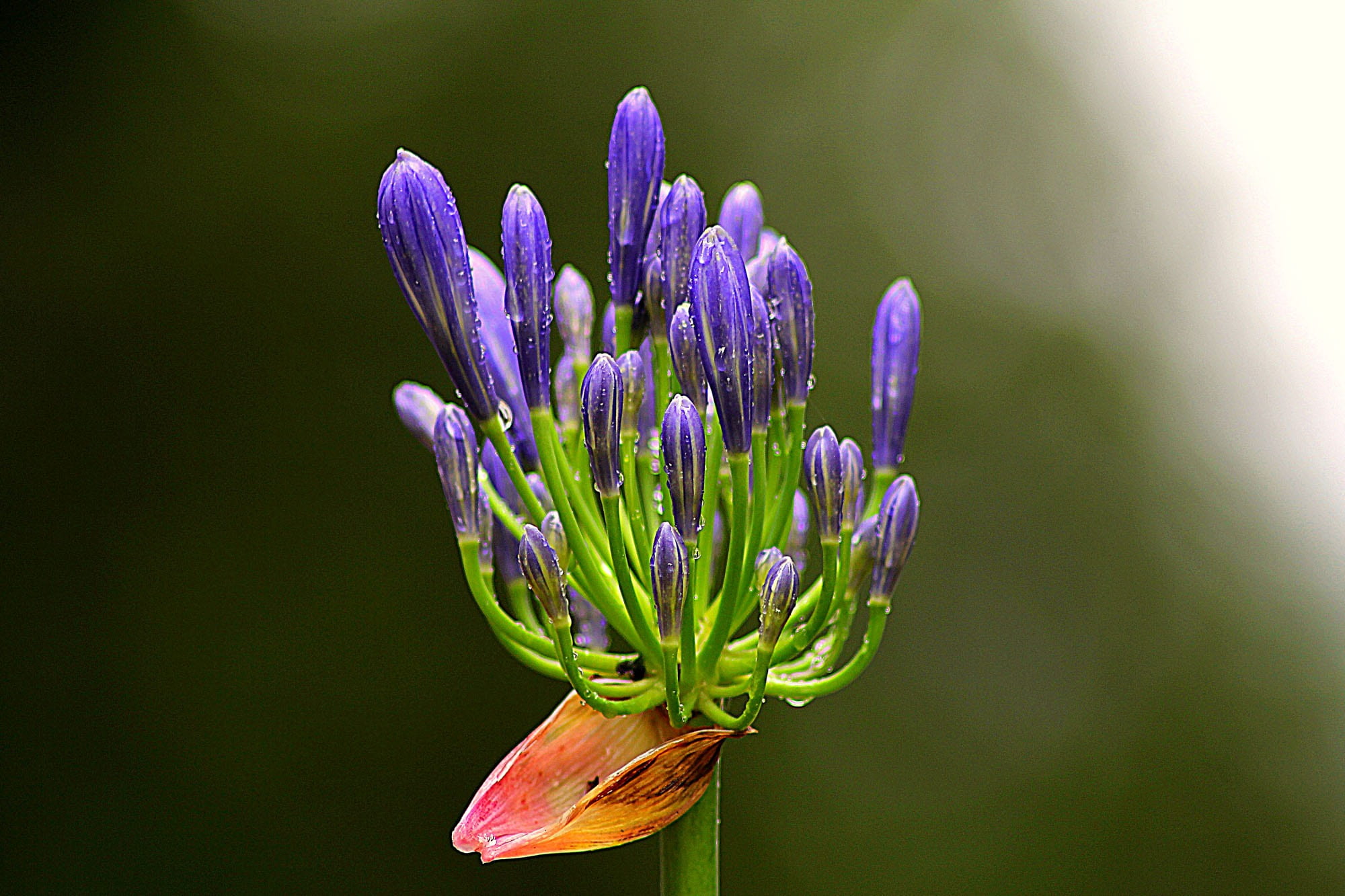 petal, fragility, vulnerability, delicate, bloom, sunlight, nature, lavender, season, elegant, 1080P, floral, blossom, stem, purple, idyllic, petaled, HD Wallpaper