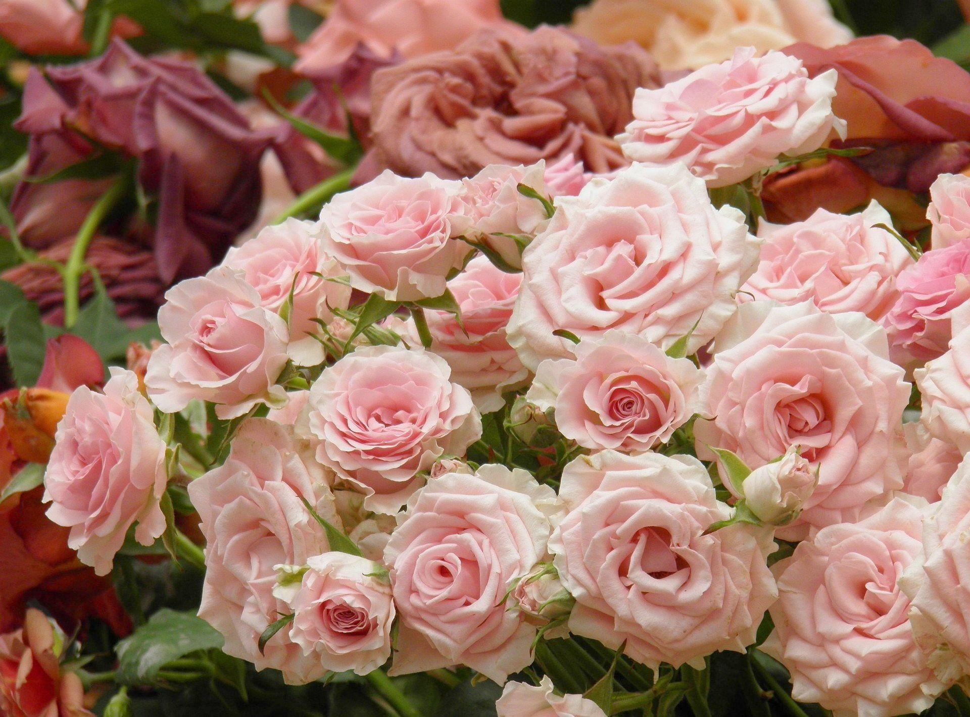 leaf, plant, roses, 1080P, flower arrangement, love, day, many, buds, rose - Flower, vulnerability, high angle view, flower Head, backgrounds, flowers, HD Wallpaper