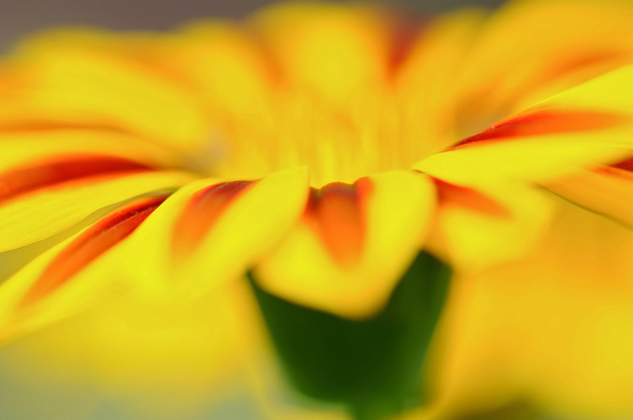 gazania, macro, fragility, backgrounds, yellow, flowers, soft focus, full frame, no people, outdoors, close-up, yellow flowers, plant, 1080P, flower head, HD Wallpaper