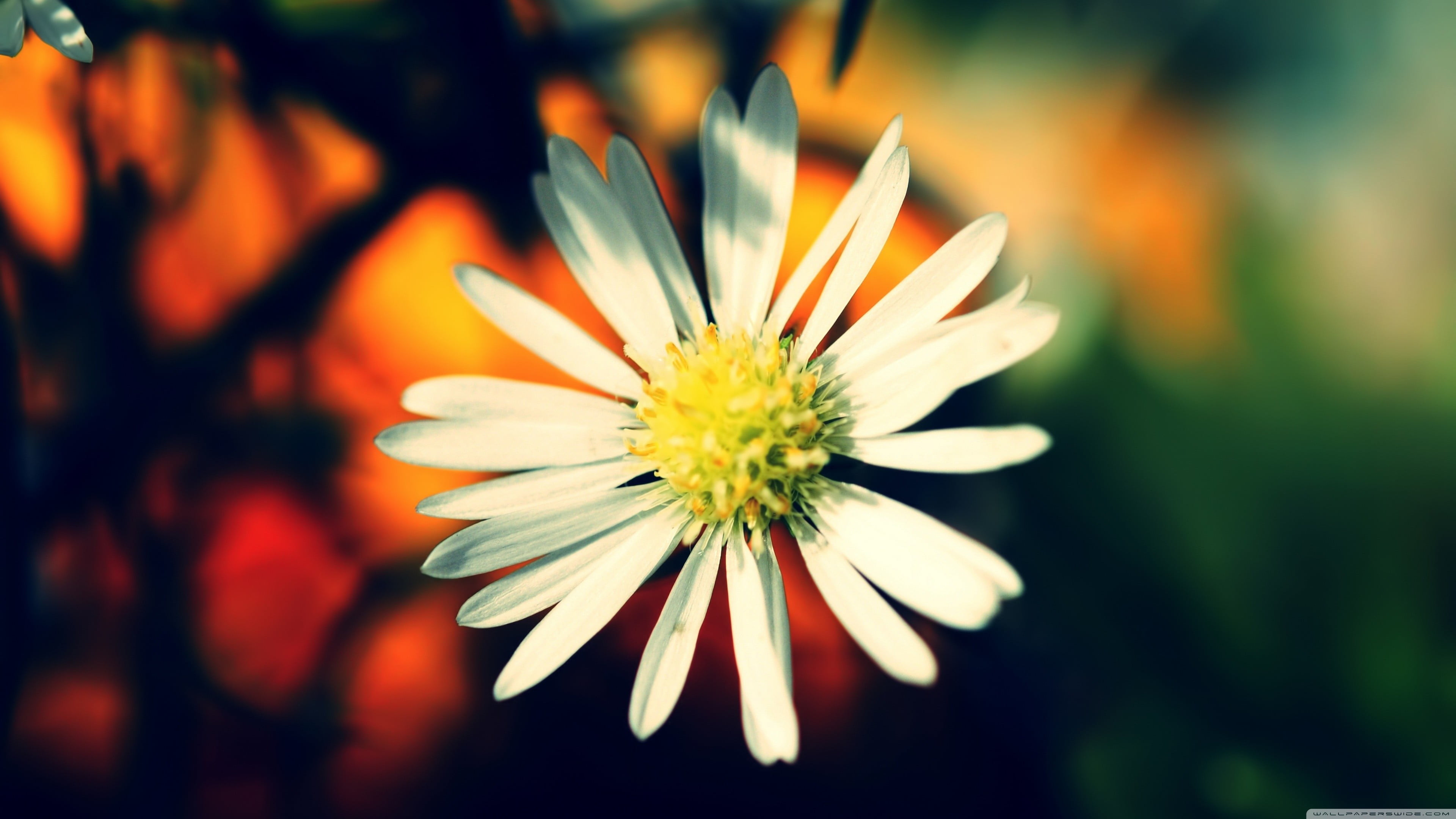 day, focus on foreground, 4K, freshness, inflorescence, selective focus, flower, pollen, close-up, gazania, vulnerability, beauty in nature, flowering plant, HD Wallpaper