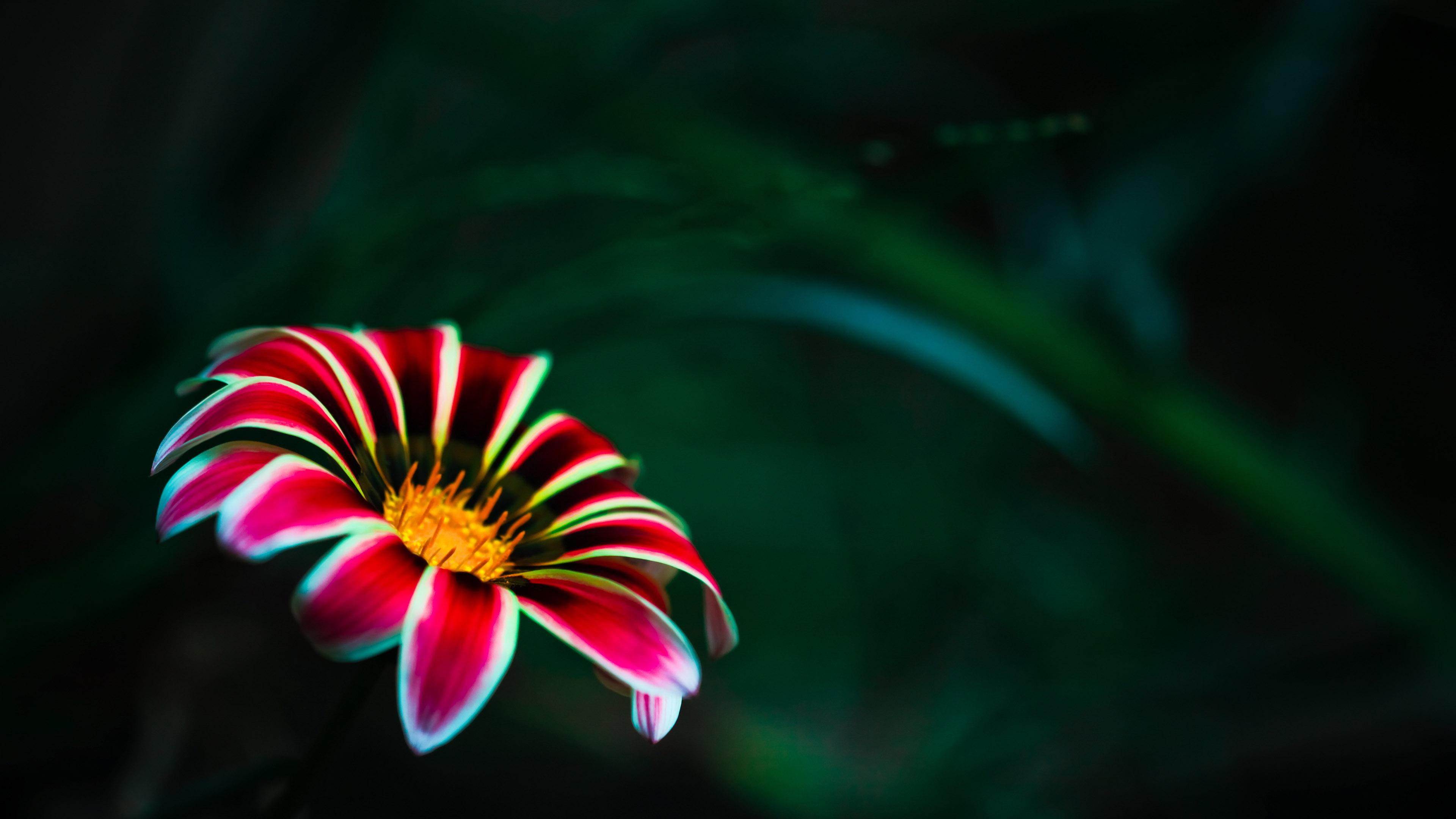 gazania, flowers, petaled, 4K, flower, 3840x2160, red, white, HD Wallpaper