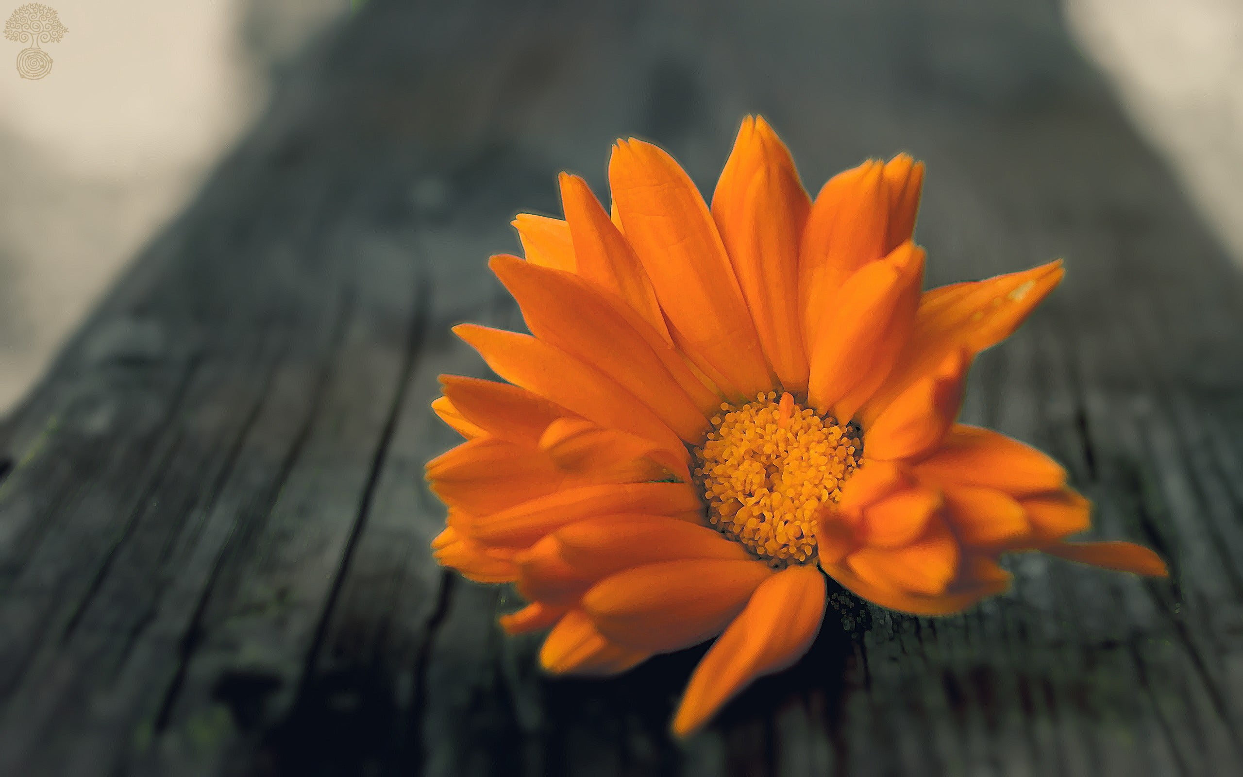 close-up, gazania, nature, beauty in nature, outdoors, 2K, orange color, focus on foreground, vulnerability, day, orange, freshness, inflorescence, flowers, HD Wallpaper