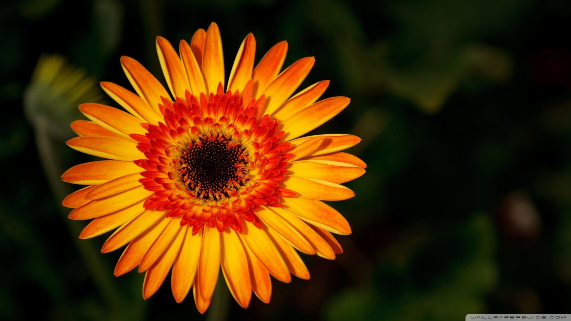 orange flowers, vulnerability, flower, freshness, pollen, day, fragility, growth, 1080P, petal, flowers, focus on foreground, macro, close-up, gazania, HD Wallpaper