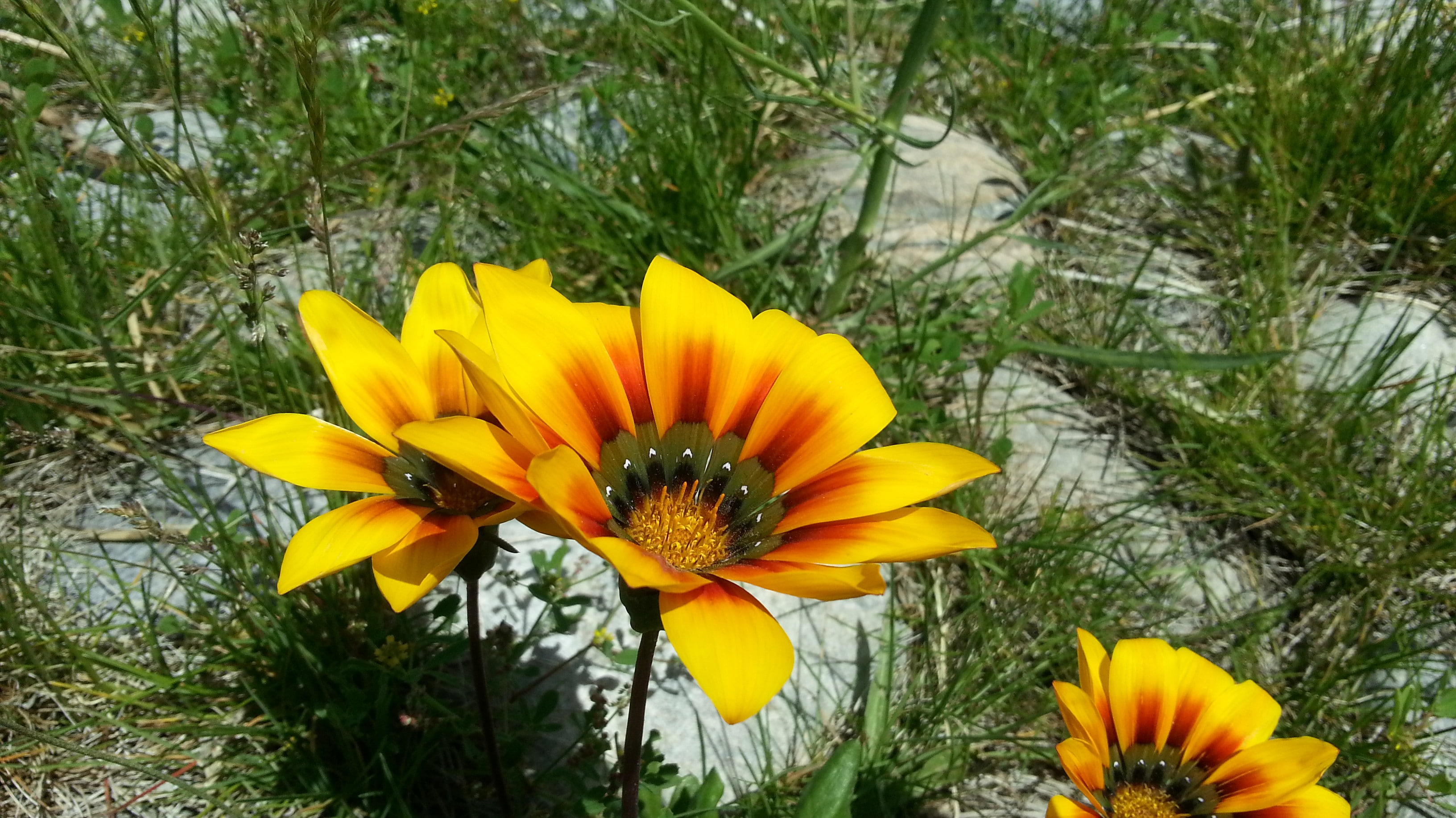freshness, flowers, beauty in nature, no people, fragility, growth, flowering plant, close-up, pollen, field, inflorescence, gazania, day, petal, outdoors, HD Wallpaper