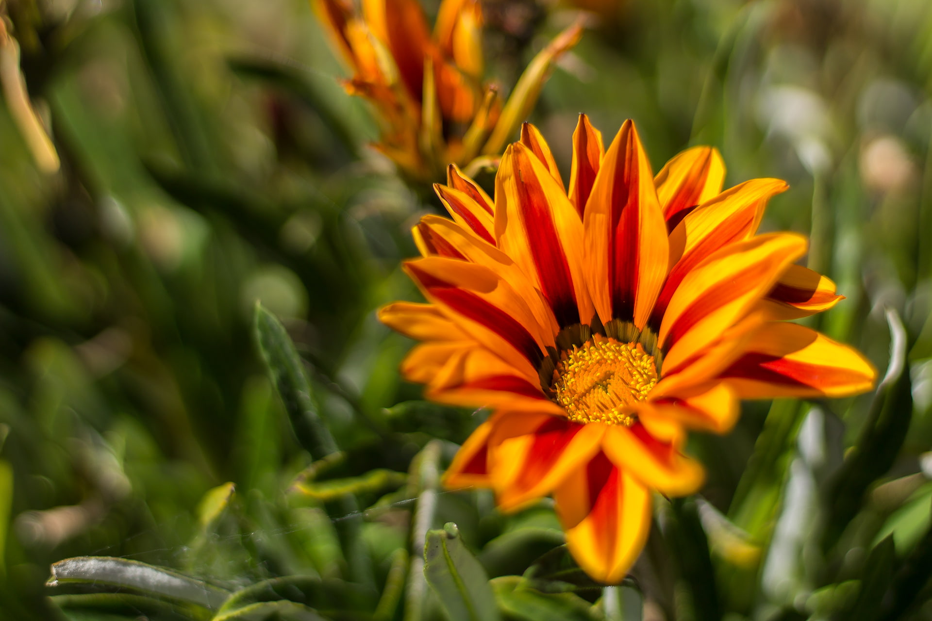 flower head, outdoors, no people, inflorescence, plant, 1080P, flowers, flower, beauty in nature, freshness, growth, gazania, red, orange color, vulnerability, HD Wallpaper