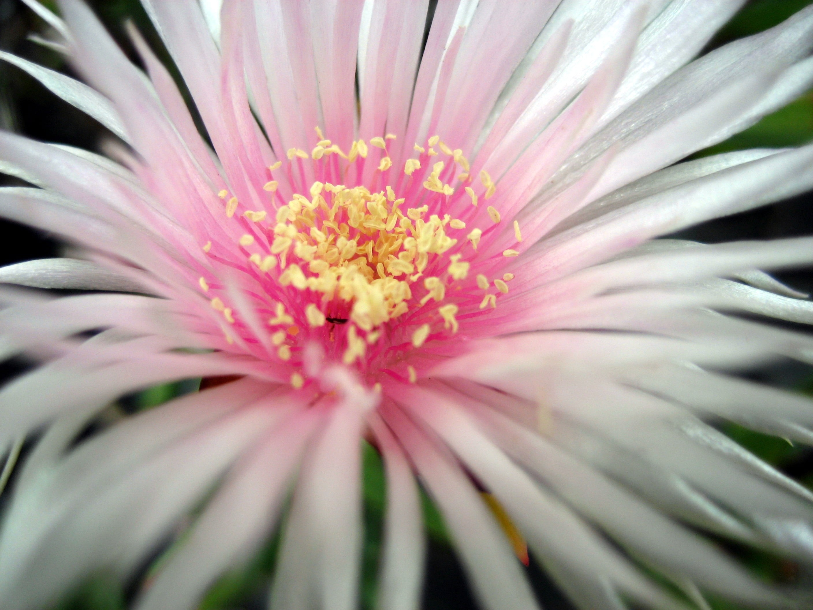 nature, beauty in nature, selective focus, gazania, flower head, close-up, freshness, no people, fragility, outdoors, plant, inflorescence, flower, petal, HD Wallpaper