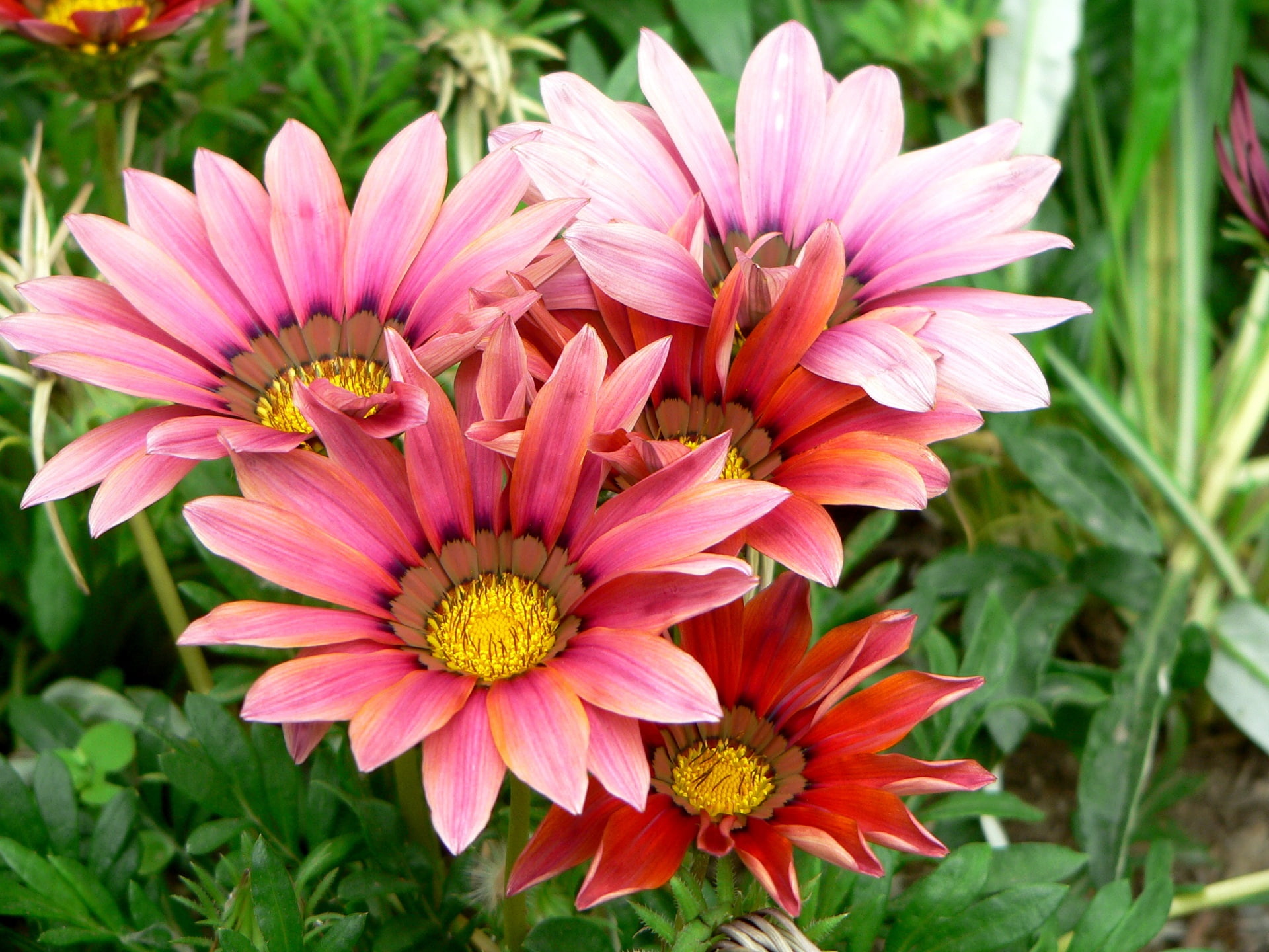 petal, 1080P, pink, Flowers, Gazania, flower, HD Wallpaper