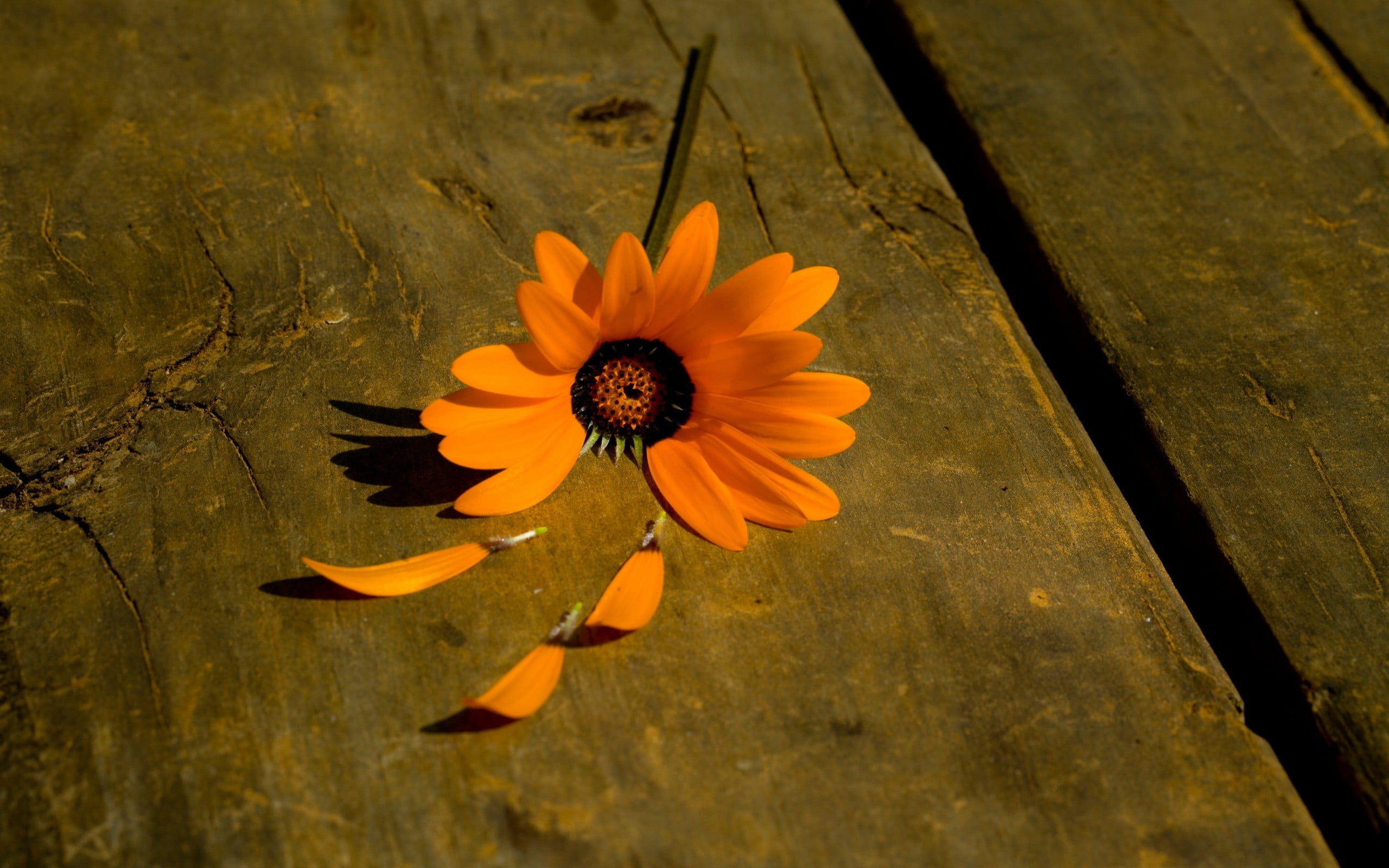 vulnerability, plant, inflorescence, flower head, freshness, gazania, flower, flowers, fragility, no people, pollen, yellow, 2K, wood - material, outdoors, HD Wallpaper