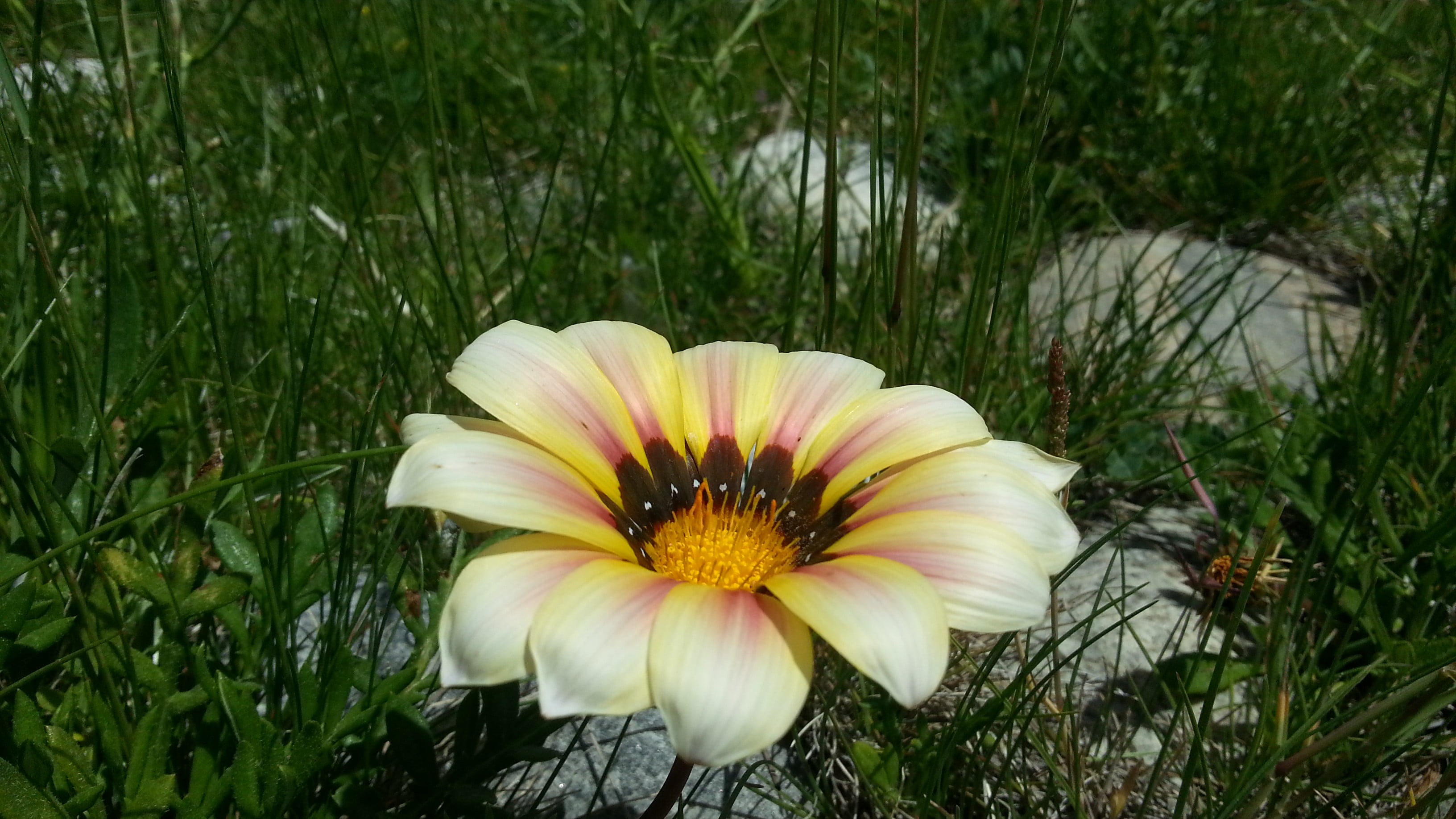 yellow, plant, gazania, freshness, white, pollen, decor, inflorescence, no people, flowers, close-up, beauty in nature, vulnerability, field, pink, day, HD Wallpaper