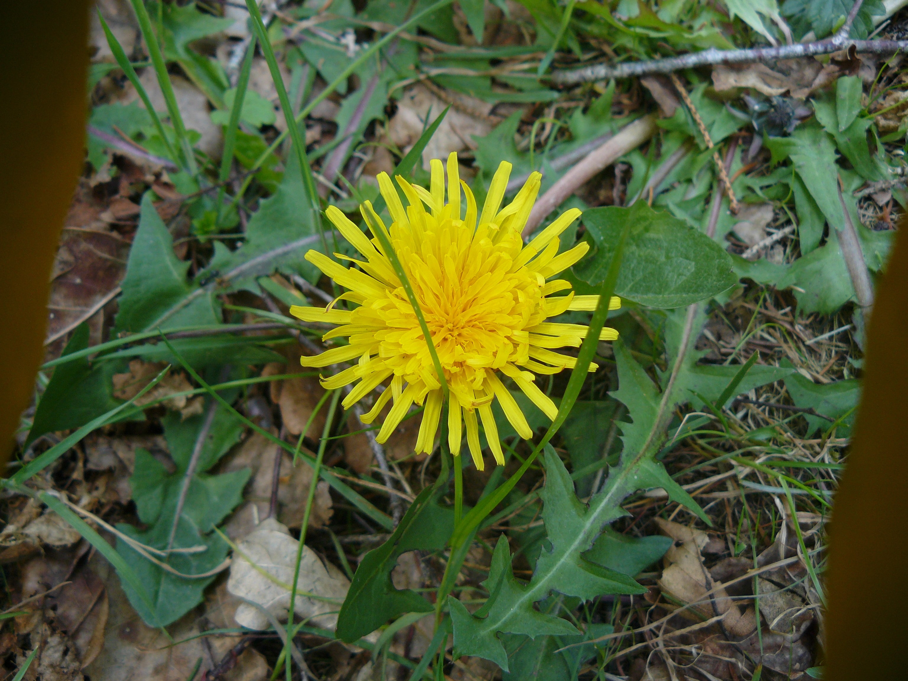 close-up, dandelion, day, land, field, flower head, yellow flowers, fragility, outdoors, beauty in nature, pollen, yellow, inflorescence, 2K, vulnerability, HD Wallpaper