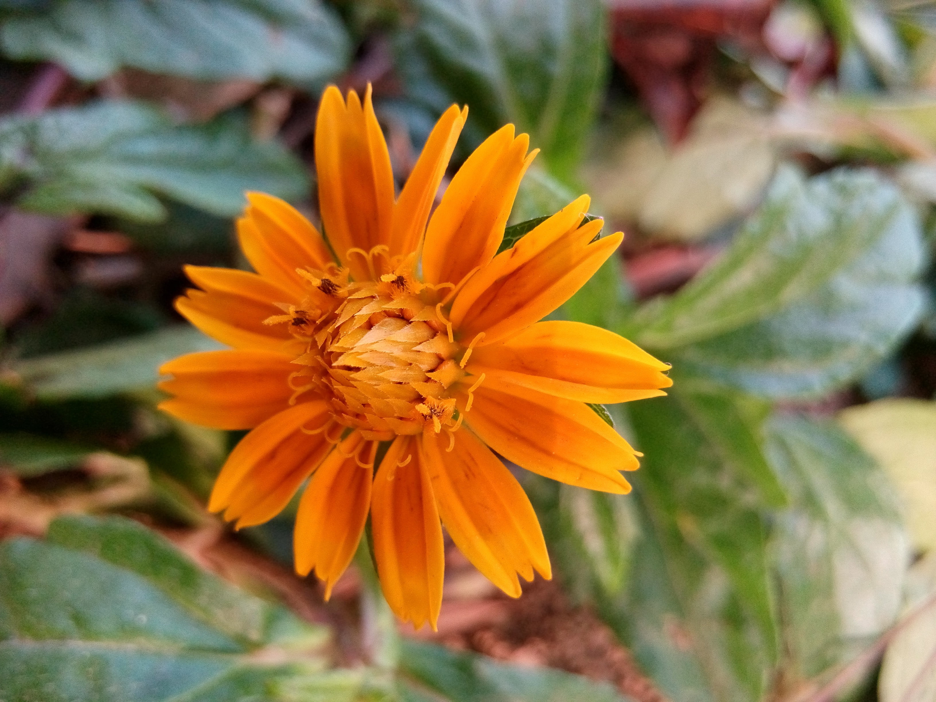 orange color, petaled, pollen, yellow, inflorescence, flower, gazania, flowers, fragility, growth, no people, petal, plant, green, vulnerability, flower head, HD Wallpaper