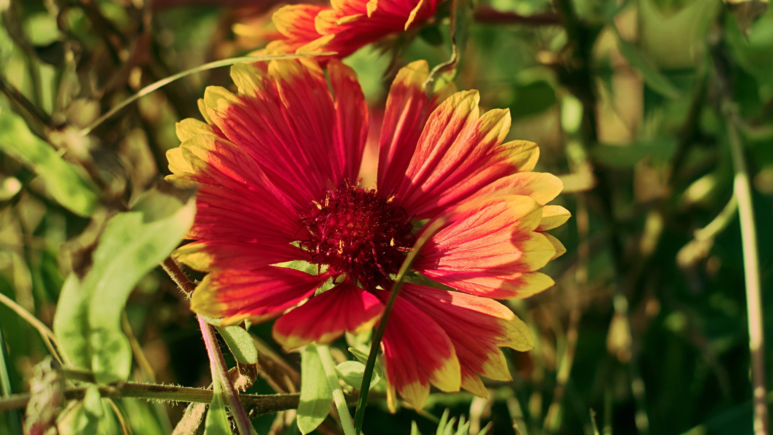 day, plant, focus on foreground, petaled, beauty in nature, flower, plants, freshness, outdoors, petal, close-up, growth, 2K, no people, flowers, gazania, HD Wallpaper