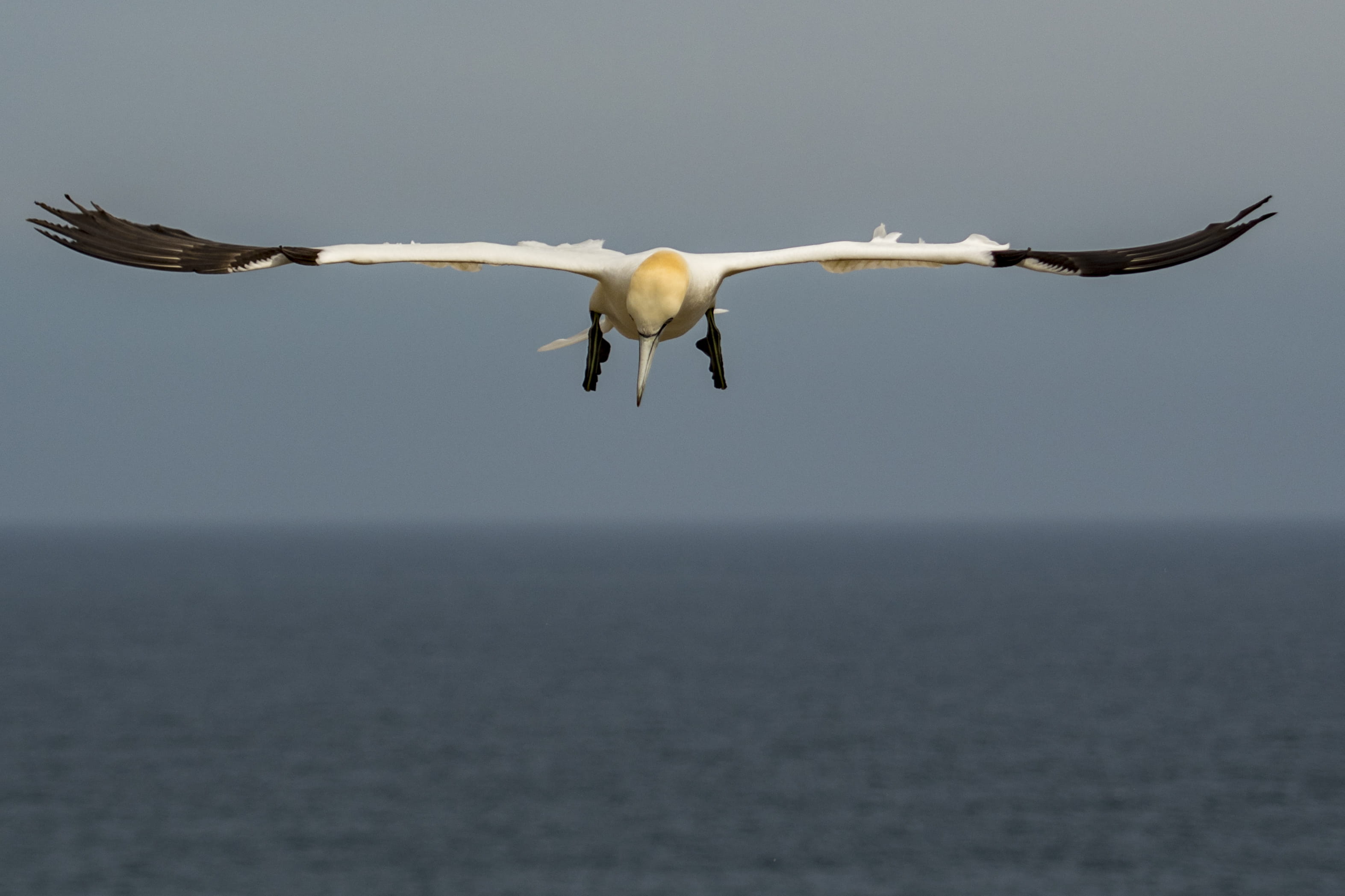 water, flight, horizon over water, landing, gannet, animal wildlife, day, no people, one animal, wildlife, bird, ireland, saltee islands, ocean, animal themes, HD Wallpaper