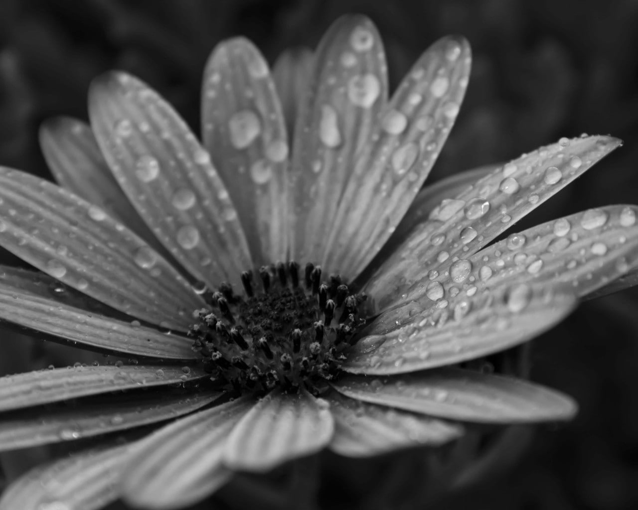 raindrop, freshness, inflorescence, close-up, drop, 720P, rain, dew, gazania, vulnerability, flower, no people, wet, growth, flowering plant, purity, petal, HD Wallpaper