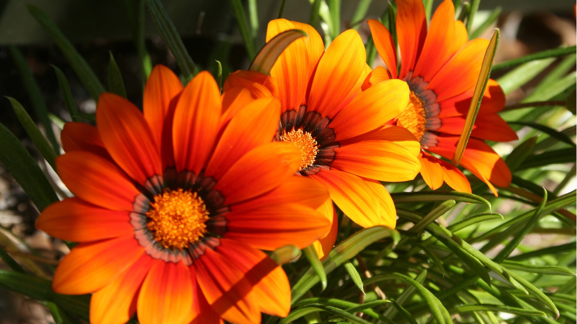 focus on foreground, petal, gazania, pollination, animal wildlife, beauty in nature, pollen, outdoors, flowering plant, animals in the wild, flower, flower head, HD Wallpaper