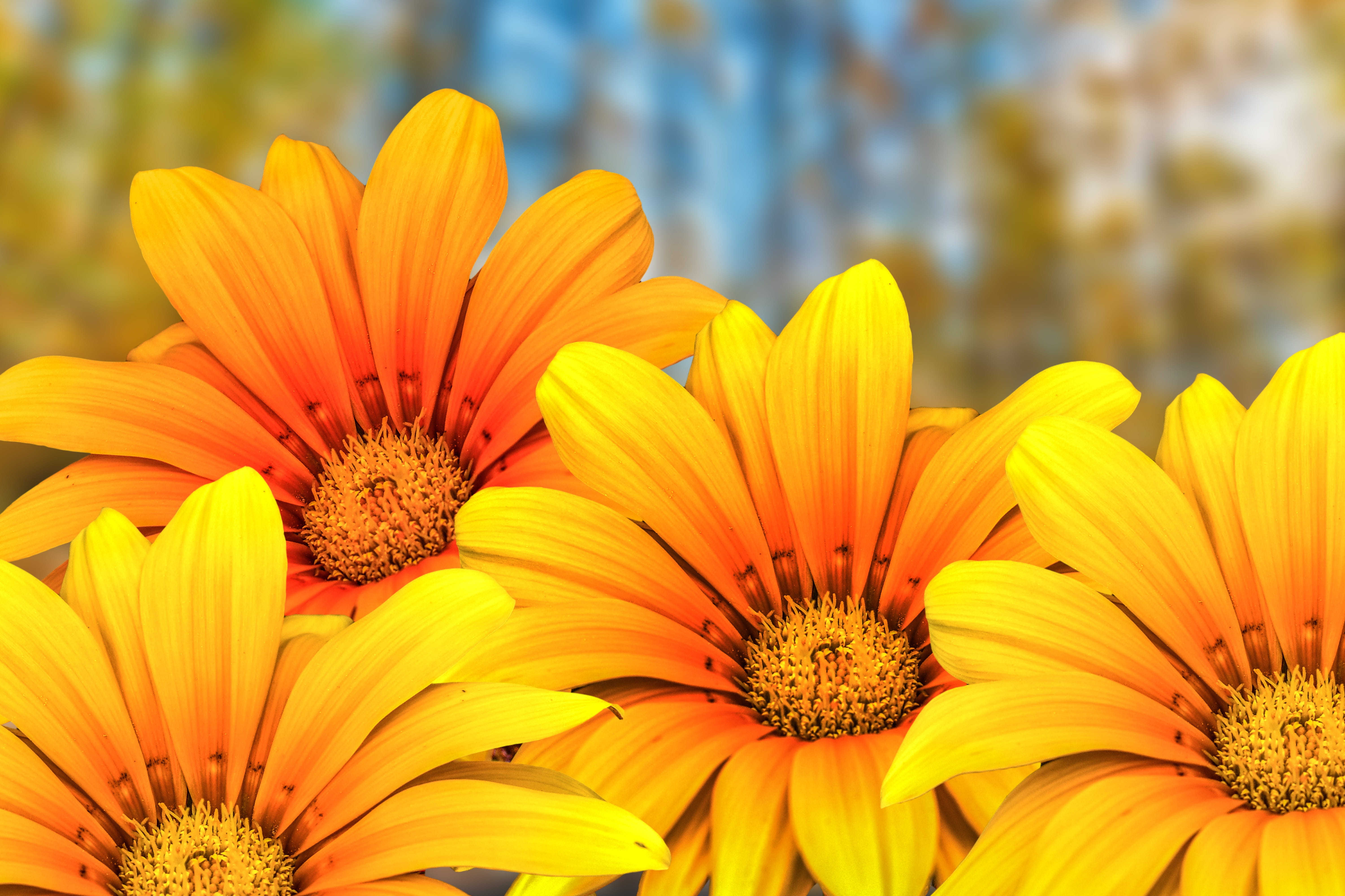 pollen, botany, plant, day, no people, 5K, beautiful flower, flowers gérbel, flower, outdoors, yellow, petal, flower head, gazania, springtime, freshness, HD Wallpaper