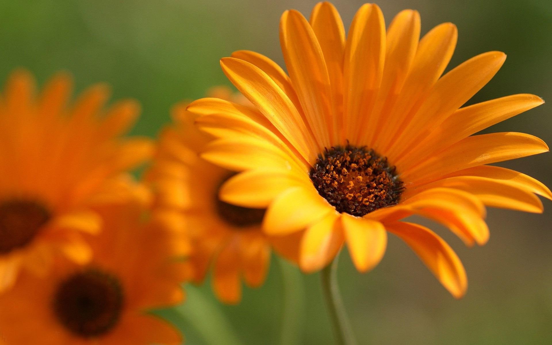 1920x1200, macro, orange, flowers, photography, gazania, flower, 1080P, HD Wallpaper