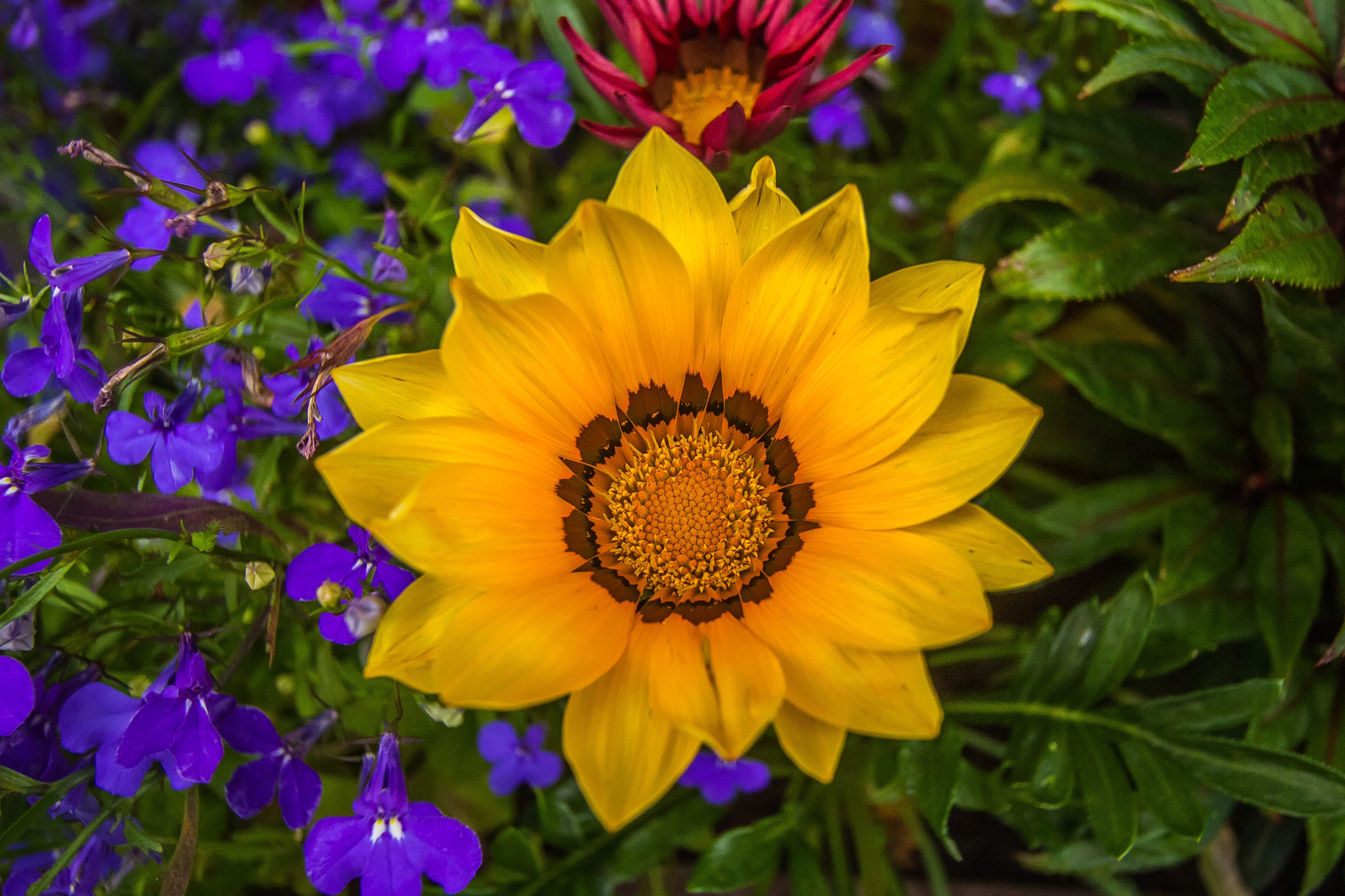 gazania, purple, beauty in nature, close-up, photography, springtime, garden, inflorescence, no people, plant, colorful flowers, vulnerability, fragility, HD Wallpaper